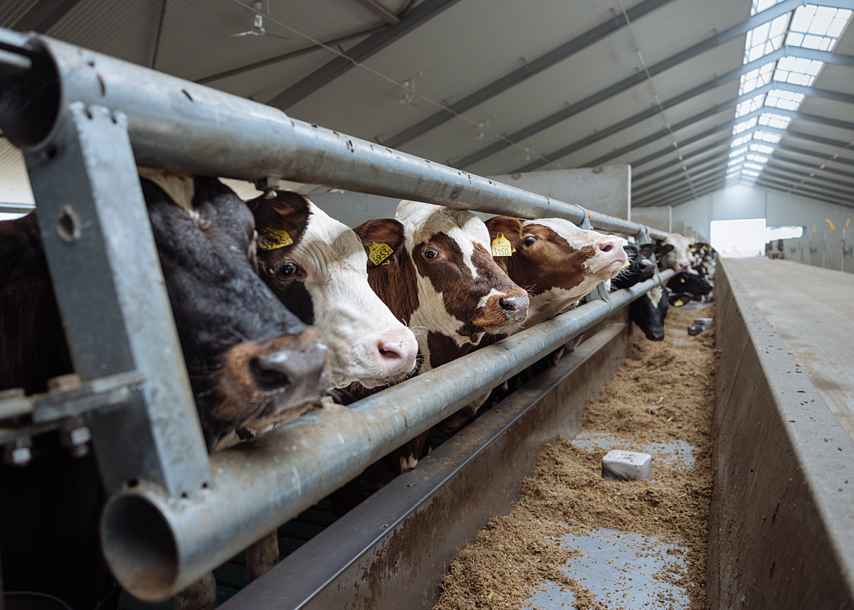 Dairy calves nearing slaughter weight peer out from an indoor pen at a fattening farm where they are raised to be sold for meat. Sweden, 2025. Noah Marsten / Djurrattsalliansen / We Animals