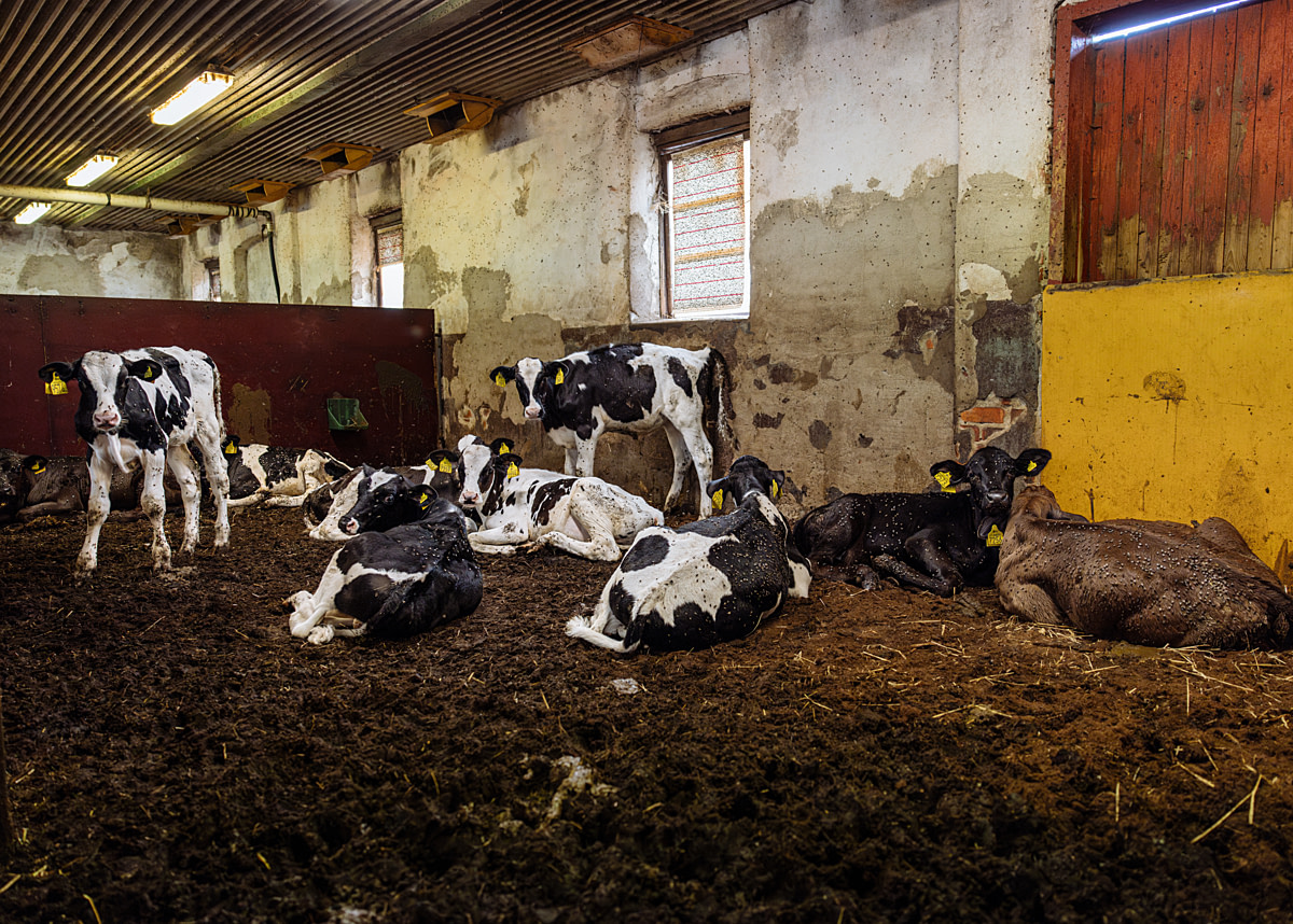 Flies crawl over month-old dairy calves confined indoors at a fattening farm. Recently purchased from a dairy farm, they will be raised and sold for meat. Sweden, 2025. Noah Marsten / Djurrattsalliansen / We Animals