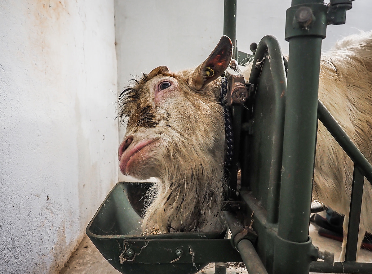 A male goat used for semen collection stands restrained by the neck inside a semen collection station at a goat farm. Czechia, 2020. Lukas Vincour / Zvířata Nejíme / We Animals