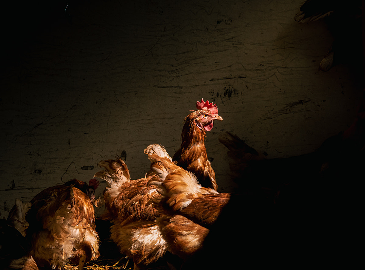 A newly rescued hen is standing in the sun shining through the window of her new coop at Pear Tree Farm on the day of her rescue. Pear Tree Farm Animal Sanctuary, Wells, Somerset, England, UK, 2021. James Gibson / We Animals