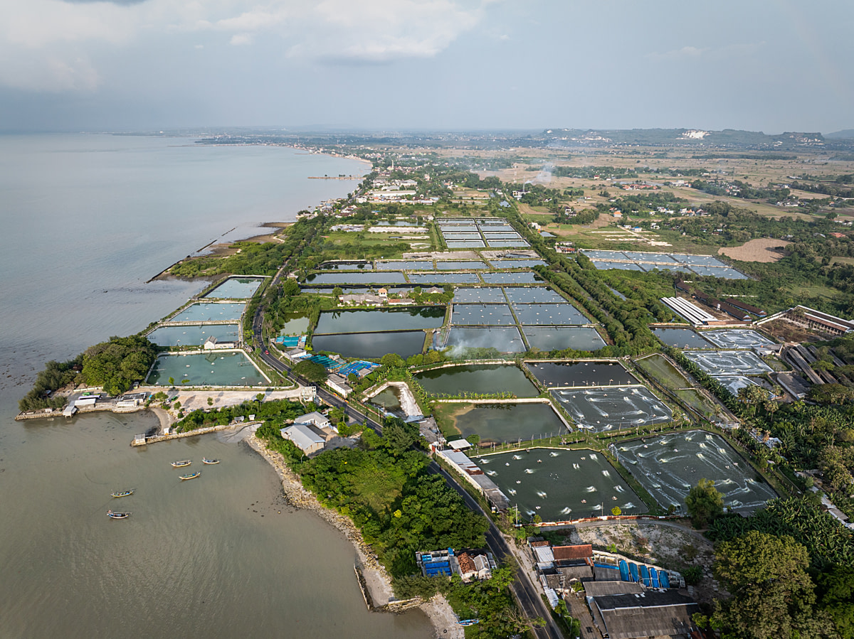 Numerous murky rearing ponds, some with water aerators, at a large-scale coastal shrimp farm. Undisclosed location, East Java, Indonesia, 2026. Ulet Ifansasti / Animal Welfare Observatory / We Animals