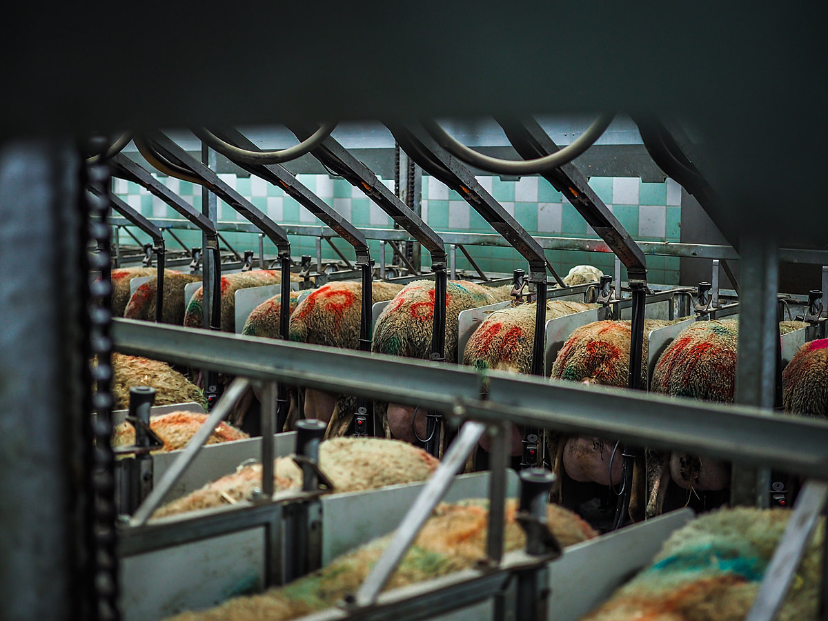 Dual rows of female sheep stand inside the stalls of a milking parlour on a sheep dairy farm in Czechia. The sheep have dirty looking coats that are painted in red with identifying numbers and other markings. Czechia, 2019. Lukas Vincour / Zvířata Nejíme / We Animals