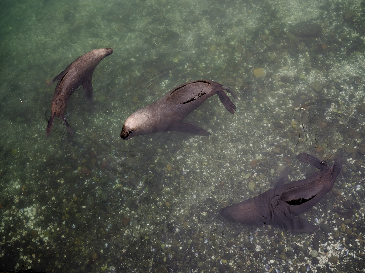 Three sea lions linger in shallow water while waiting for scraps of fish near a popular fish market. The animals often climb onto platforms and other areas outside the market. Mercado Angelmo, Puerto Montt, Llanquihue Province, Chile, 2025. Marcos Zegers / We Animals