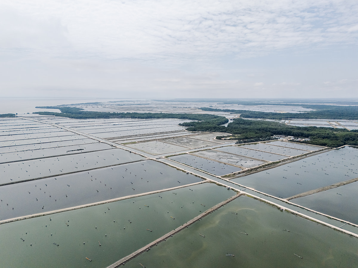 An aerial view of large shrimp farm ponds and water channels located within a vast mangrove ecosystem. Undisclosed location, Gulf of Guayaquil, Guayas Province, Ecuador, 2025. Marcos Zegers / Animal Welfare Observatory / We Animals