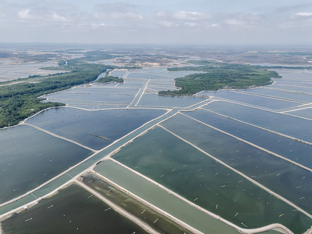 Large shrimp farm ponds and water channels separated by dirt berms stretch into the horizon within a mangrove ecosystem. Water aerators sit scattered throughout most of the ponds. Undisclosed location, Gulf of Guayaquil, Guayas Province, Ecuador, 2025. Marcos Zegers / Animal Welfare Observatory / We Animals