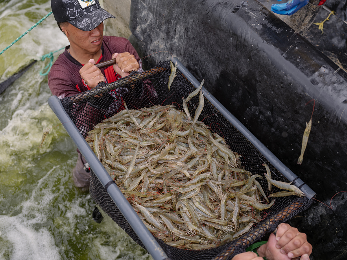Shrimp held inside a basket leap to escape as workers lift them from the water during a harvest at a shrimp farm. The animals will next be carried to a washing station, weighed and packed in ice for transport. Undisclosed location, Chone, Manabí Province, Ecuador, 2025. Marcos Zegers / Animal Welfare Observatory / We Animals