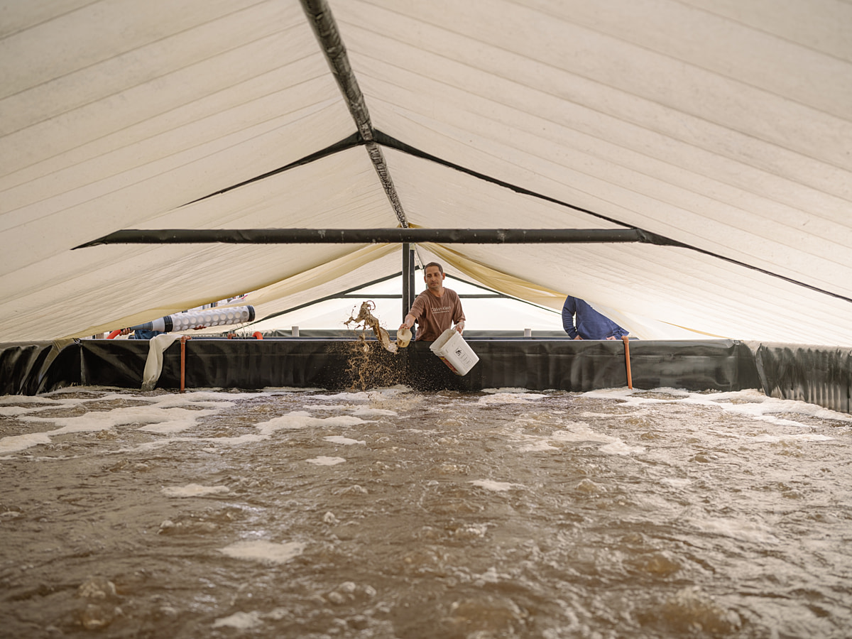 A worker at a shrimp hatchery and laboratory scoops feed into a growing tank containing larvae destined for farmed shrimp production. Undisclosed location, Manta, Manabí Province, Ecuador, 2025. Marcos Zegers / Animal Welfare Observatory / We Animals