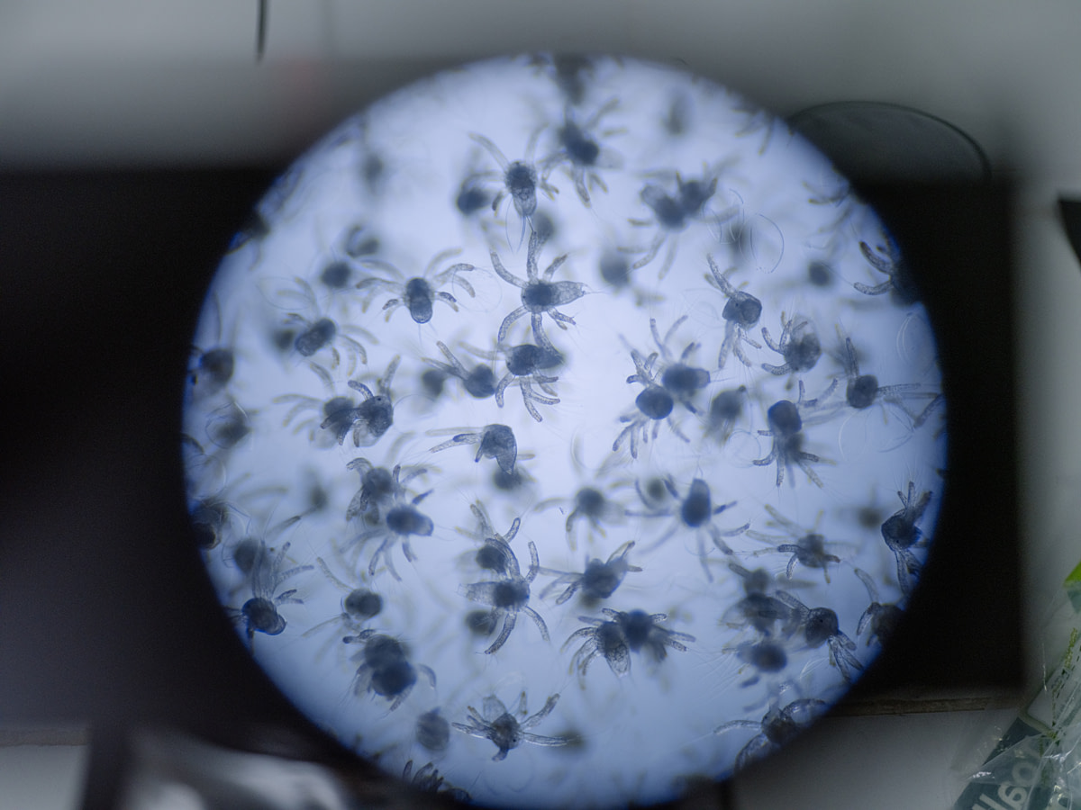 A magnified view of shrimp nauplii at a laboratory that produces larval and postlarval shrimp destined for shrimp farming. Nauplii, also known as "white dots" are the initial form of shrimp after hatching. Undisclosed location, San Pablo, Santa Elena Province, Ecuador, 2025. Marcos Zegers / Animal Welfare Observatory / We Animals
