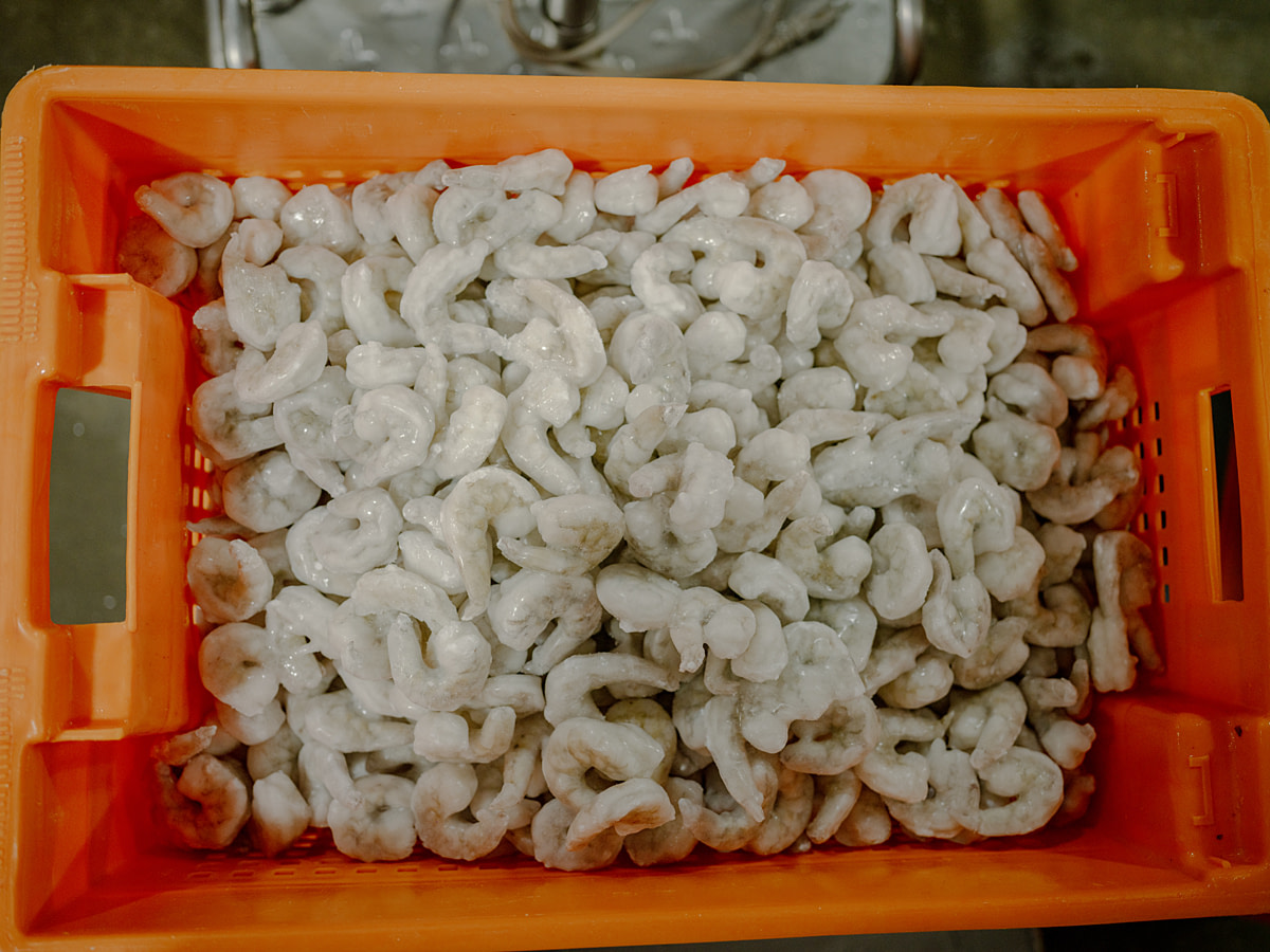 Frozen and processed shrimp lie in a pile in a holding crate at a shrimp processing and packing plant. Undisclosed location, Guayaquil, Guayas Province, Ecuador, 2025. Marcos Zegers / Animal Welfare Observatory / We Animals