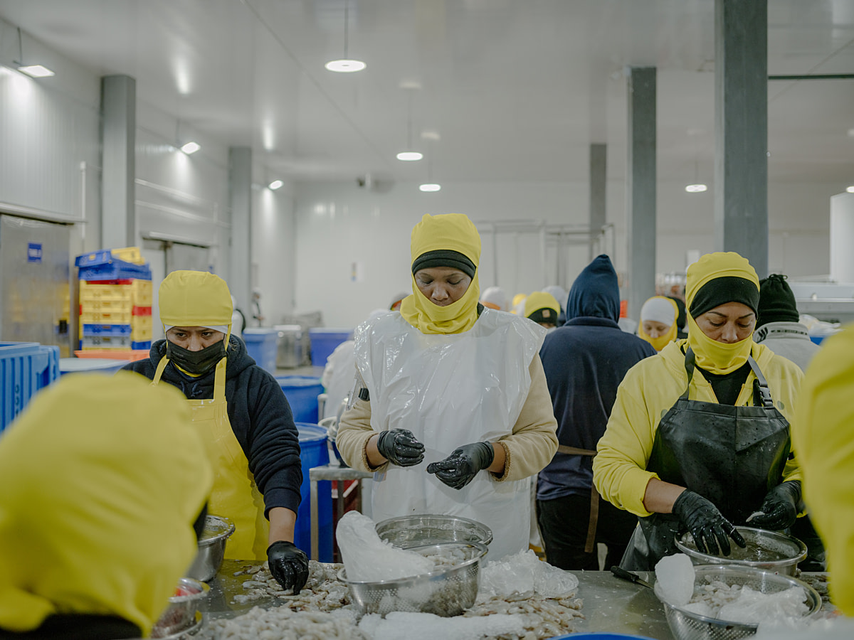 Workers hand-peel shrimp from bowls kept cool with chunks of ice at a shrimp processing and packing plant. Undisclosed location, Guayaquil, Guayas Province, Ecuador, 2025. Marcos Zegers / Animal Welfare Observatory / We Animals