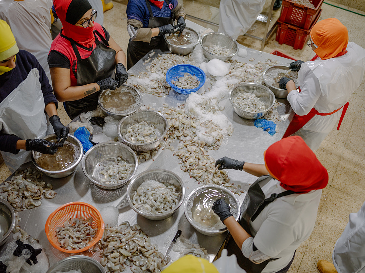 Workers hand-peel mounds of shrimp kept cool with chunks of ice at a shrimp processing and packing plant. Undisclosed location, Guayaquil, Guayas Province, Ecuador, 2025. Marcos Zegers / Animal Welfare Observatory / We Animals