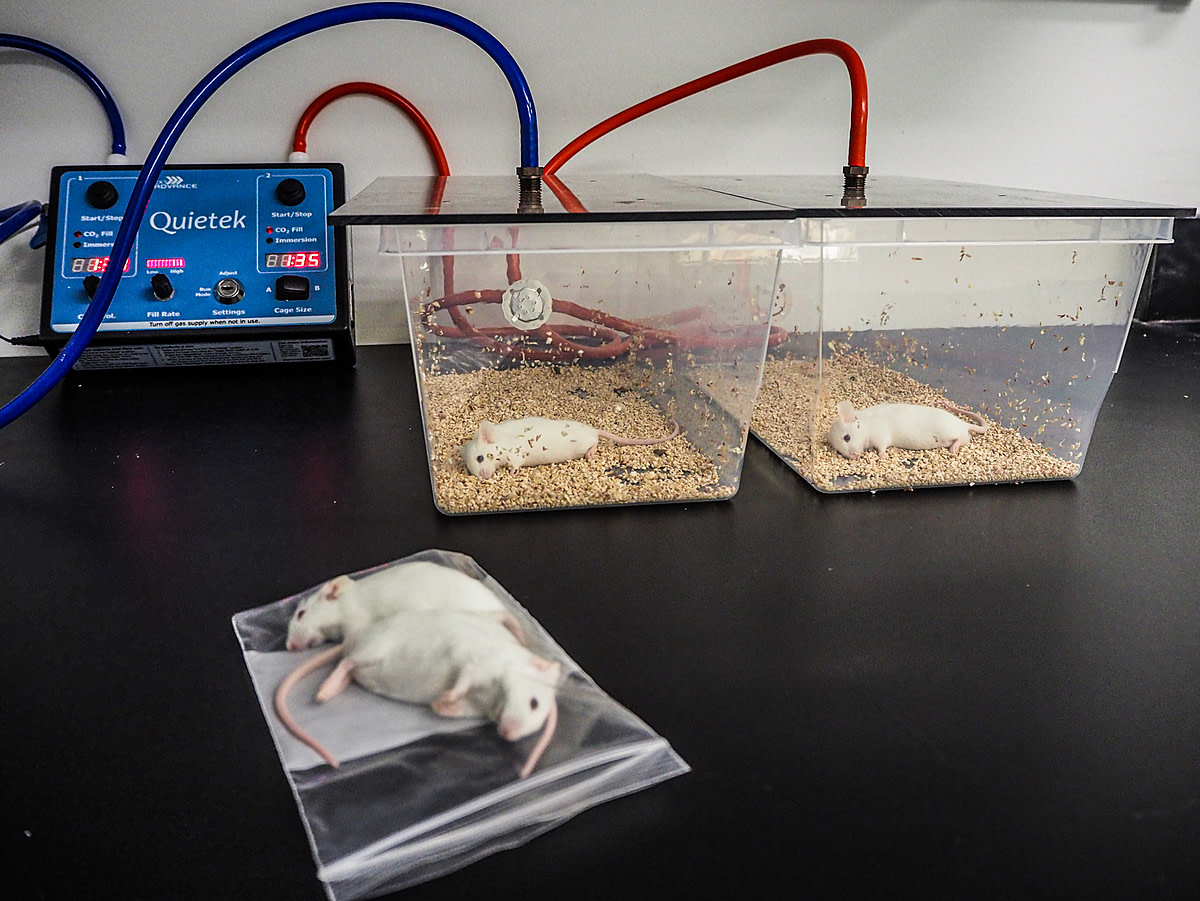 No longer of use for experimentation, laboratory mice are asphyxiated by carbon dioxide and then bagged for incineration. USA, 2020. Roger Kingbird / HIDDEN / We Animals.