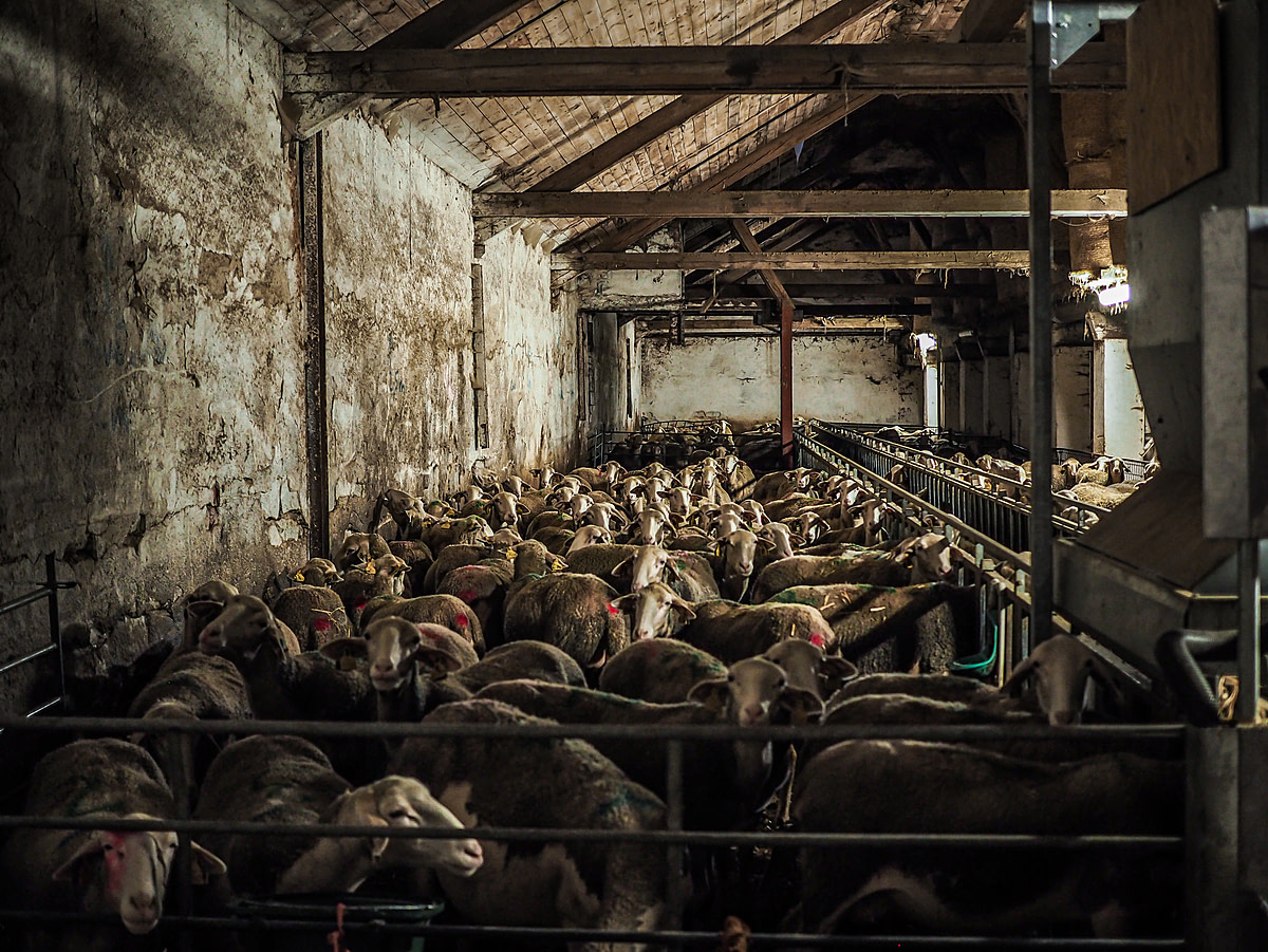 A large group of sheep housed in crowded and dimly lit indoor pens on a sheep dairy farm. Czechia, 2019. Lukas Vincour / Zvířata Nejíme / We Animals