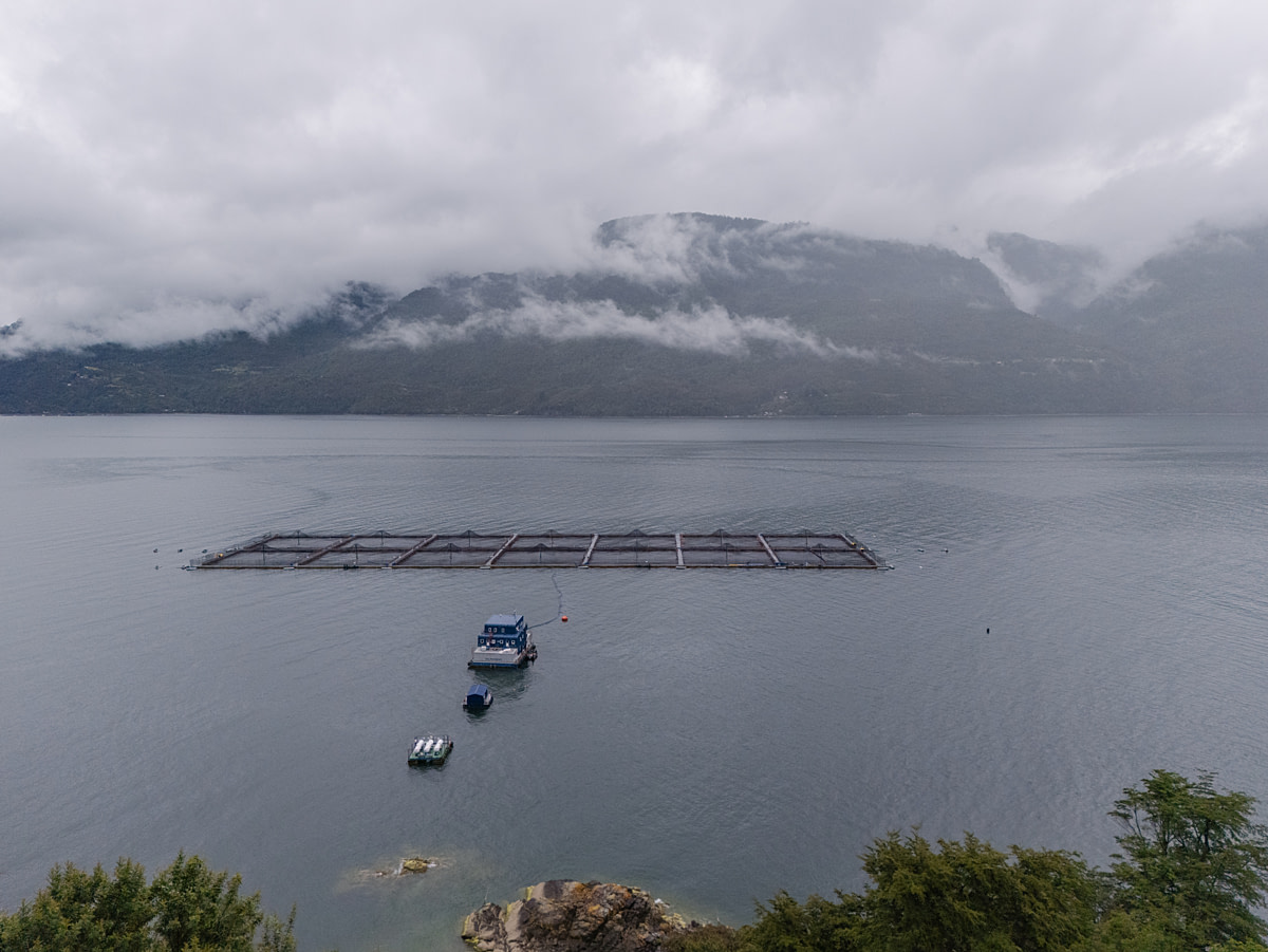 An aerial view of net cages, a floating work structure and other equipment at a salmon farm site in an estuary popular as an ecotourism destination. Undisclosed location, Cochamo, Llanquihue Province, Chile, 2025. Marcos Zegers / We Animals