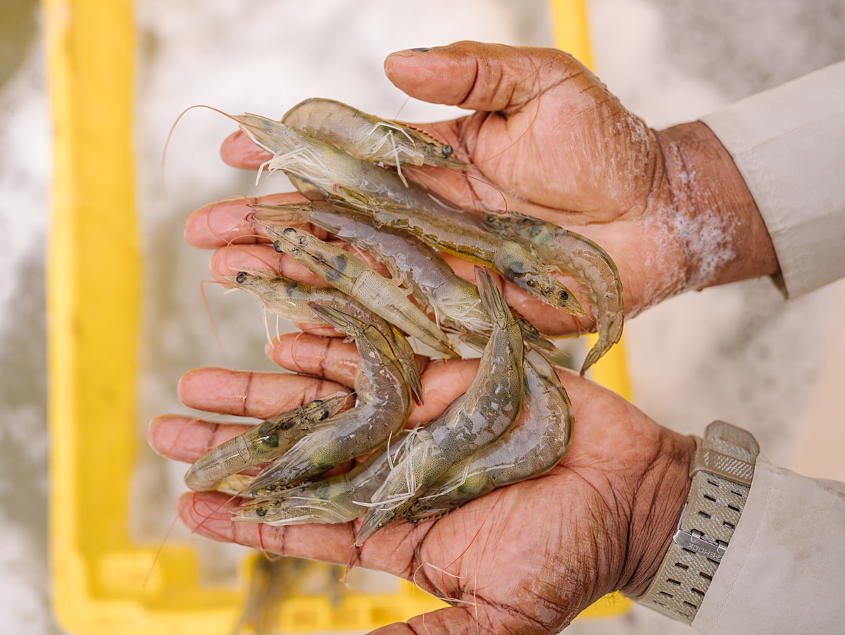Captured shrimp are displayed to the camera in the hands of a staff member during a harvest at shrimp farm. The animals will be packed with ice in transport bins after being washed in the chilled water beneath. Undisclosed location, Chone, Manabí Province, Ecuador, 2025. Marcos Zegers / Animal Welfare Observatory / We Animals