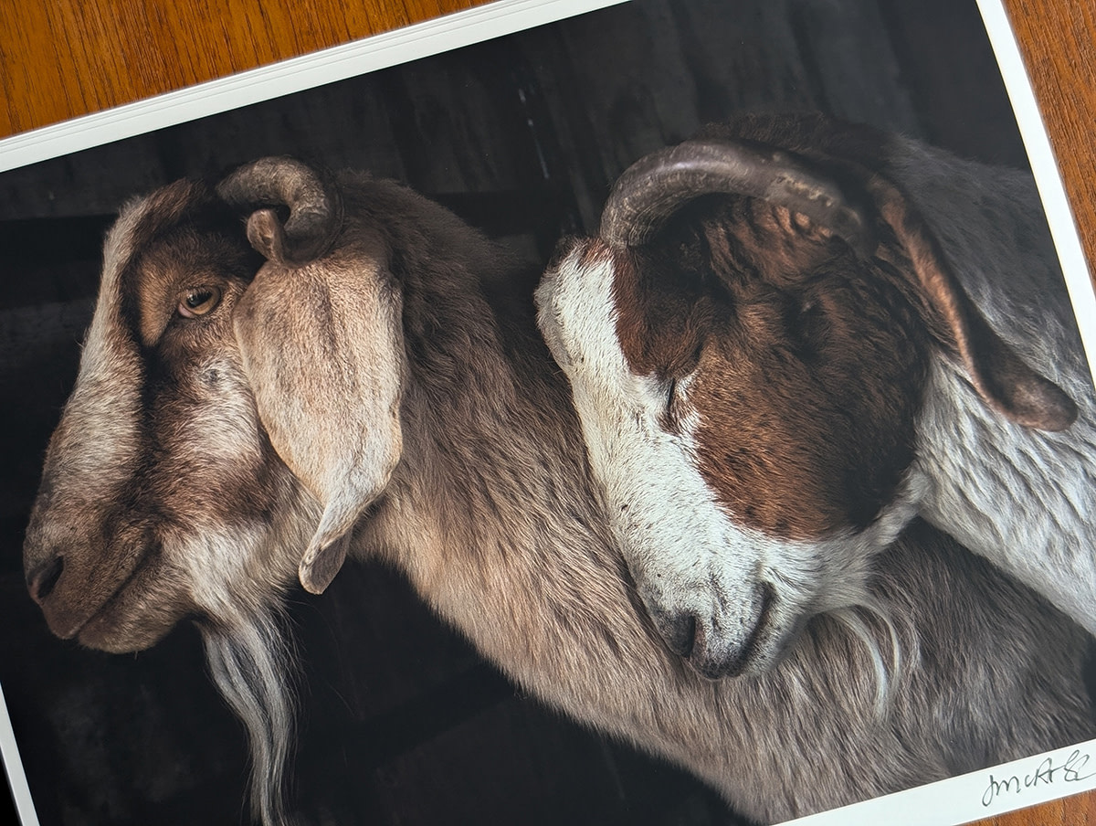 Jaime and Ian cuddle in the barn. Farm Sanctuary, USA, 2023. Jo-Anne McArthur / We Animals Jaime and Ian cuddle in the barn. Farm Sanctuary, USA, 2023. Jo-Anne McArthur / We Animals