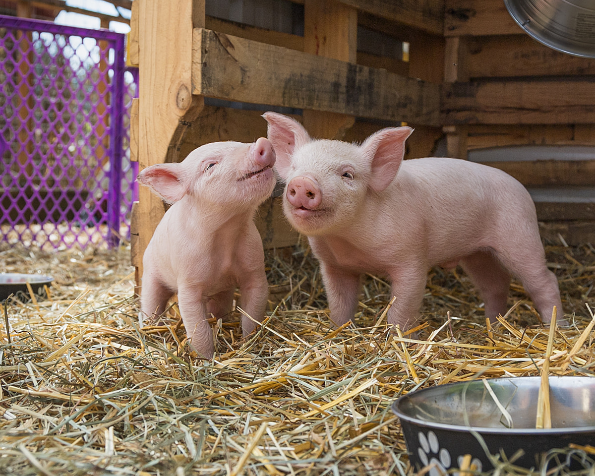 With their favourite companion by their side, these active, rescued piglets at Lighthouse Farm Sanctuary play, rest, eat and explore together. Abandoned on the side of a road as newborns during a heatwave, they are healing and thriving after being saved and nursed back to health by the sanctuary. Scio, Oregon, USA, 2024. Beth Lily Redwood / We Animals