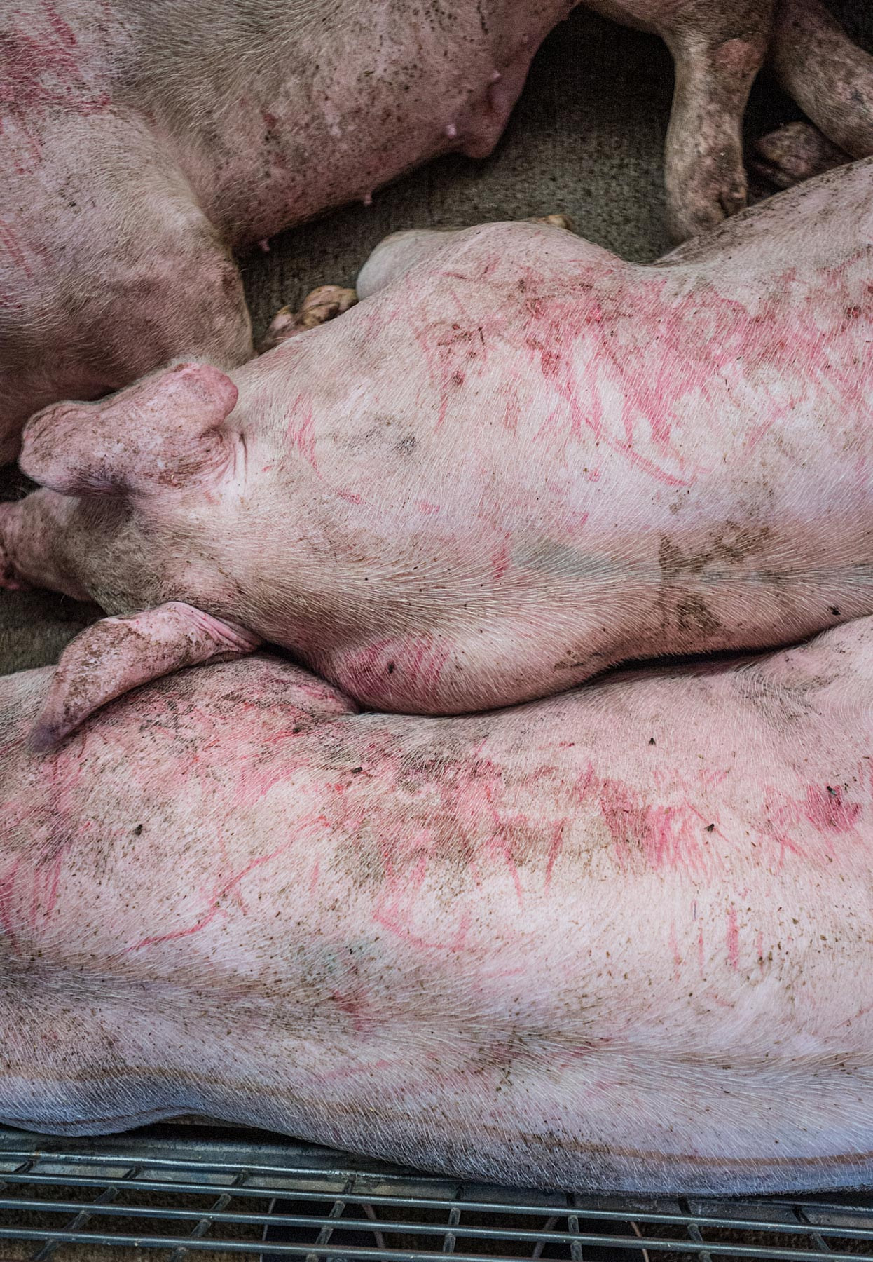 A distressed chicken hangs upside down with her mouth agape as a worker attaches her to a processing line at a halal slaughterhouse. Indonesia, 2022. Seb Alex / We Animals