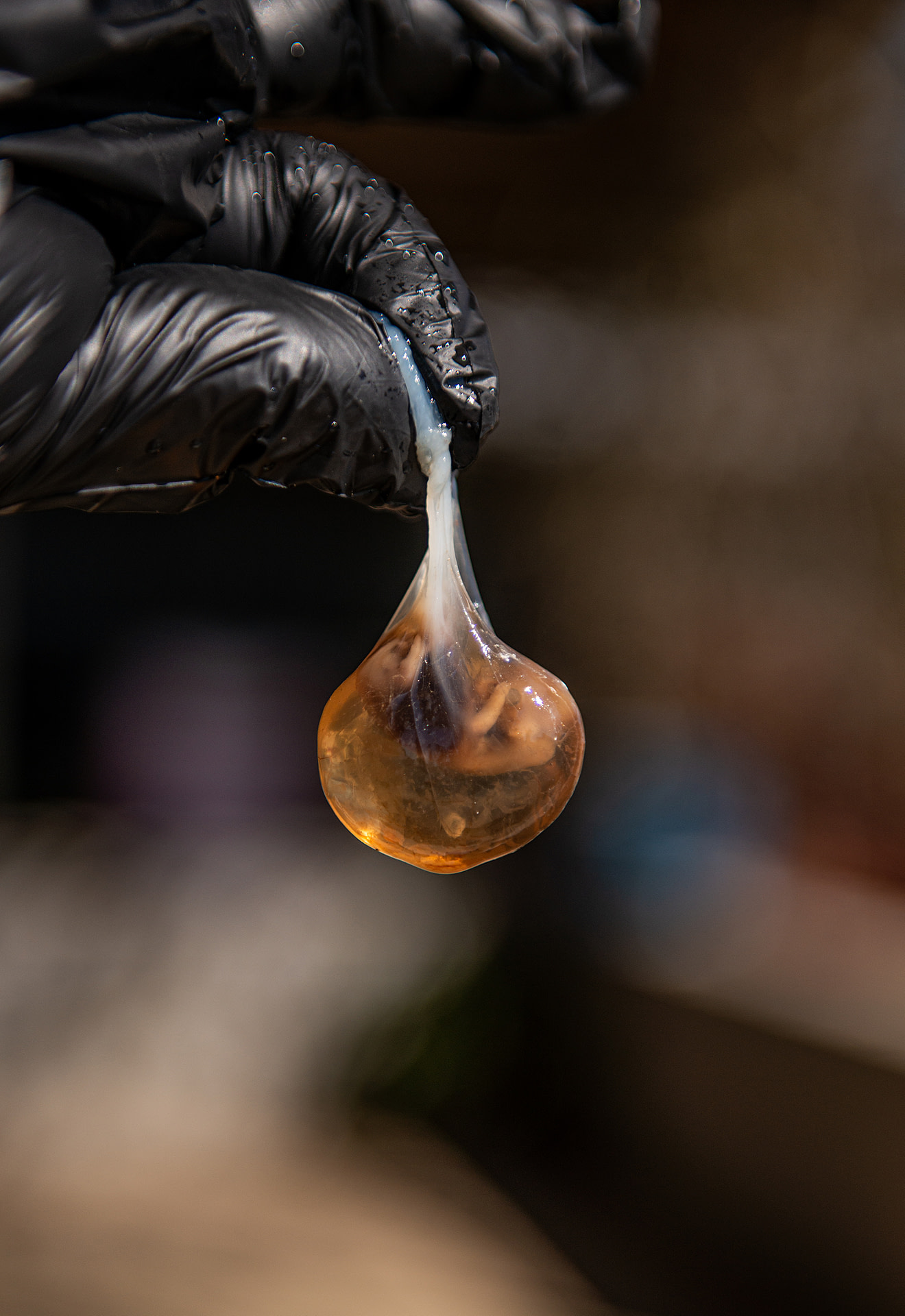 An aborted bovine fetus, still encased in the amnion, is held up for the camera at a dairy farm in Turkiye.