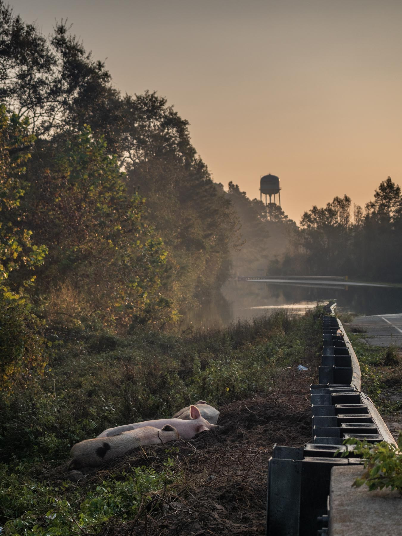 A distressed chicken hangs upside down with her mouth agape as a worker attaches her to a processing line at a halal slaughterhouse. Indonesia, 2022. Seb Alex / We Animals