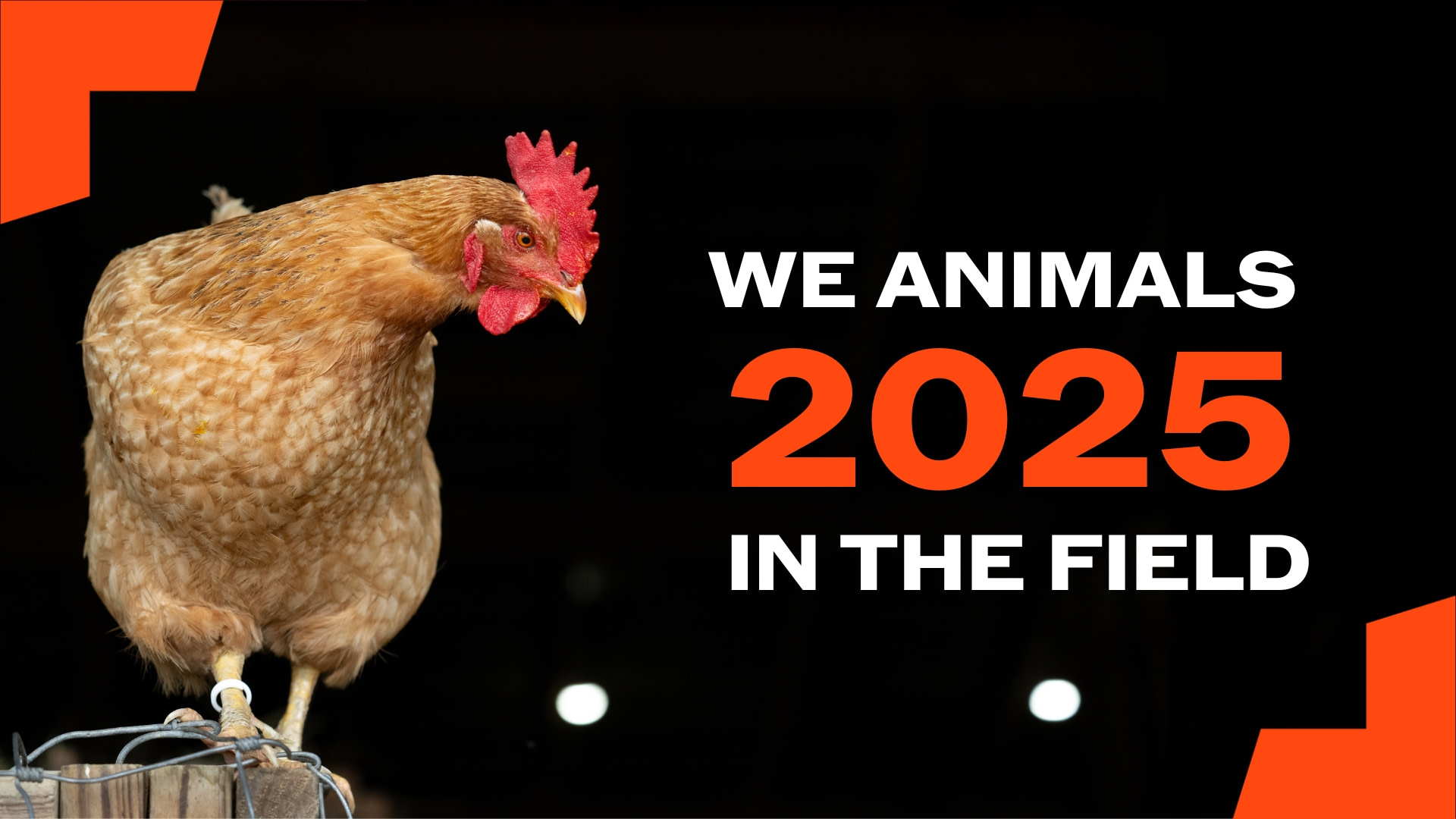 YIR 2025 Titlecard_1920px The Unseen Animals of Central Asia: A Photography Exhibit by Bogna Wiltowska