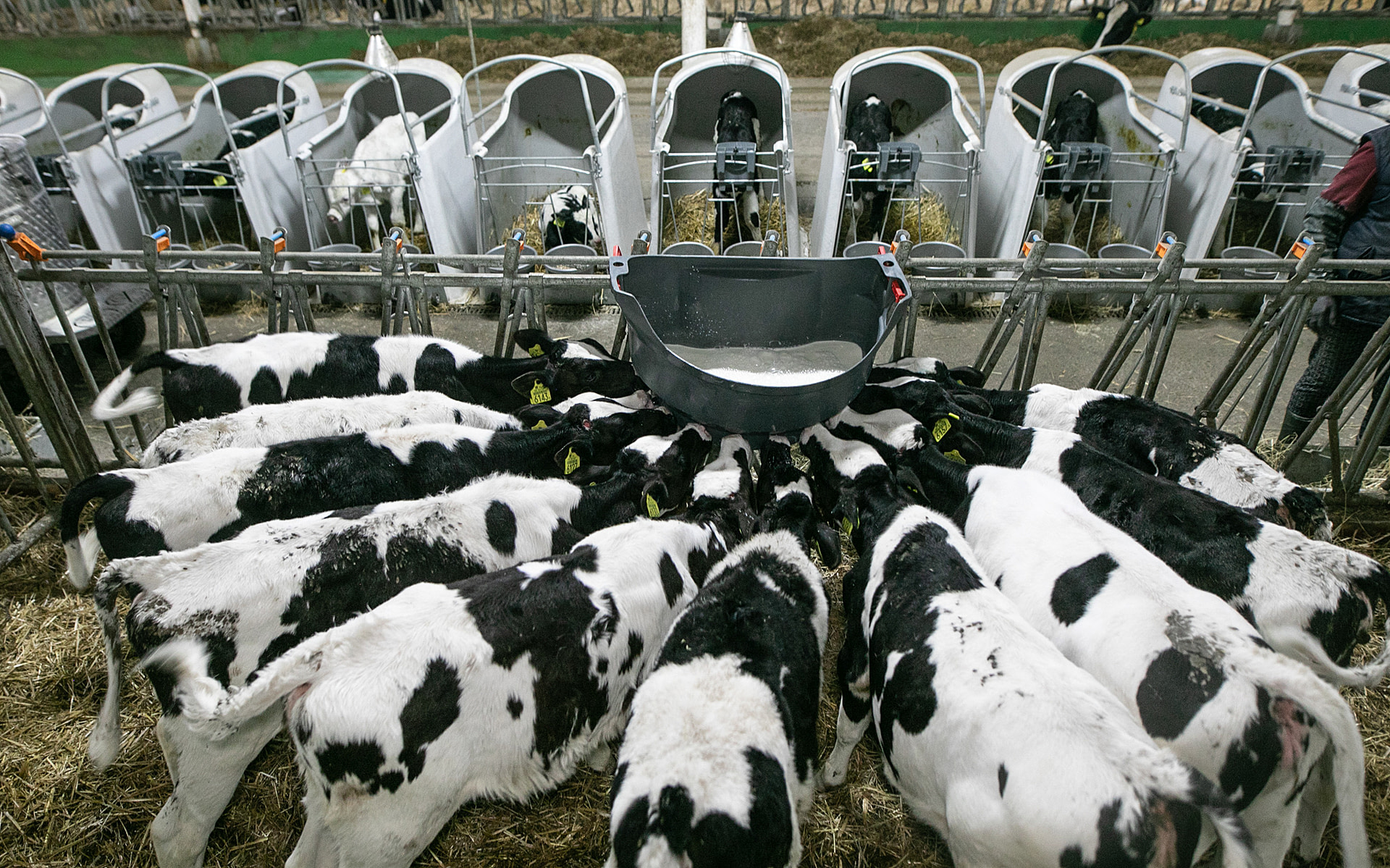 Calves drink milk together from a feeder through artificial nipples on a Polish dairy farm. These calves are several months of age and live in group housing after spending their first few weeks in individual calf hutches. These calves are fed twice daily and are not yet divided by gender. Poland, 2020. Andrew Skowron / We Animals