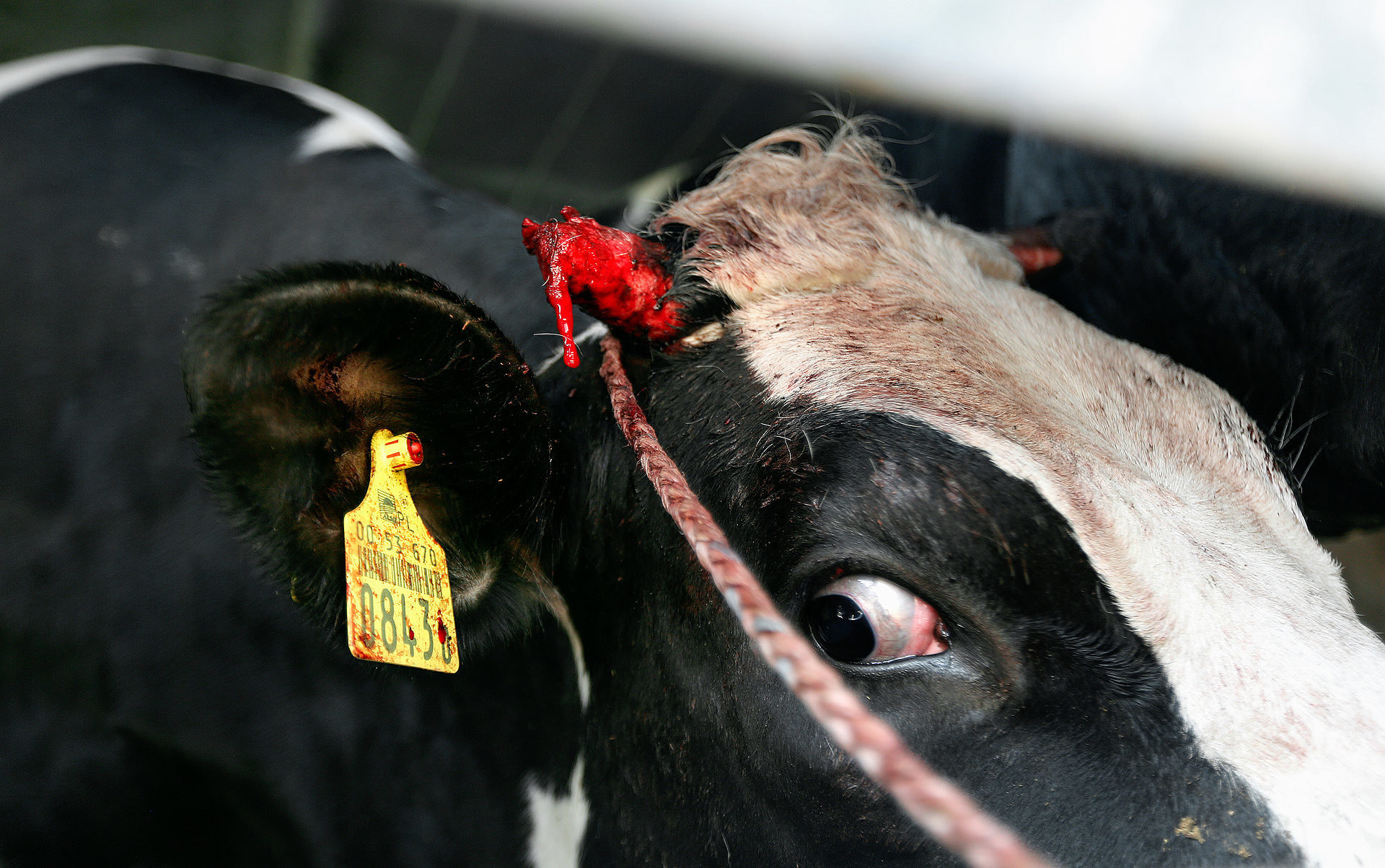 A cow with a bloodied and damaged horn stands wide-eyed and tethered with a tight rope around her face on a Polish dairy farm. Poland, 2017. Andrew Skowron / We Animals