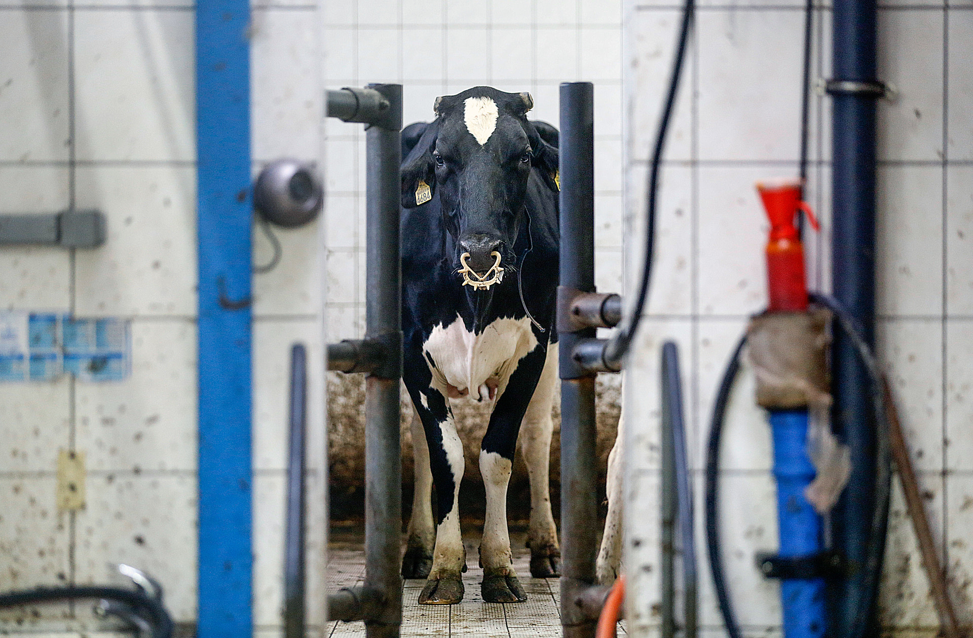 A cow with clipped horns and wearing an anti-suckling spiked nose ring looks through a gap in a wall on a Polish dairy farm. Poland, 2017. Andrew Skowron / We Animals