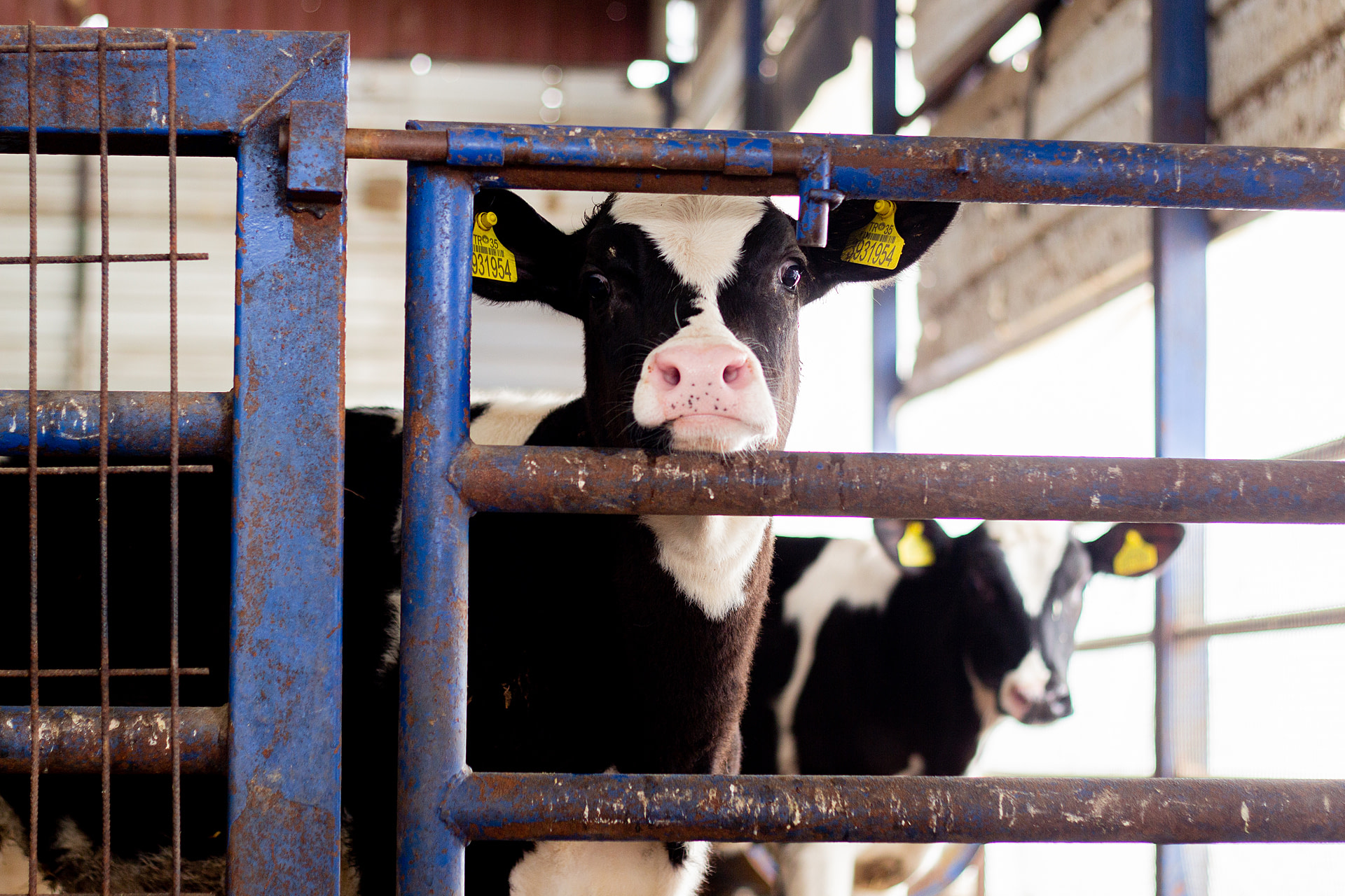 Curious calves look through the bars of their indoor enclosure at a dairy farm in Turkiye. Theses young animals will live their entire lives confined in small indoor spaces.