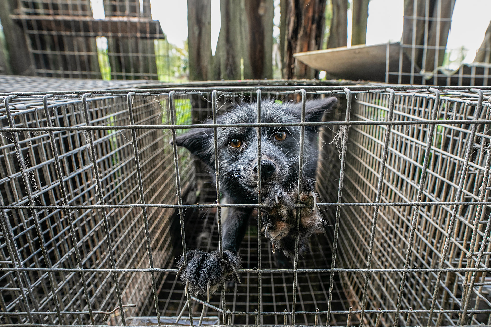 A silver fox paws at a tiny cage left open to the elements on a neglected fur farm. The inability to scratch and lack of care led to nail overgrowth. The foxes were removed due to welfare violations and the farm owners were accused of animal abuse. As of 2021 the lawsuit is ongoing. Goliszow, Poland, 2017. Andrew Skowron / We Animals