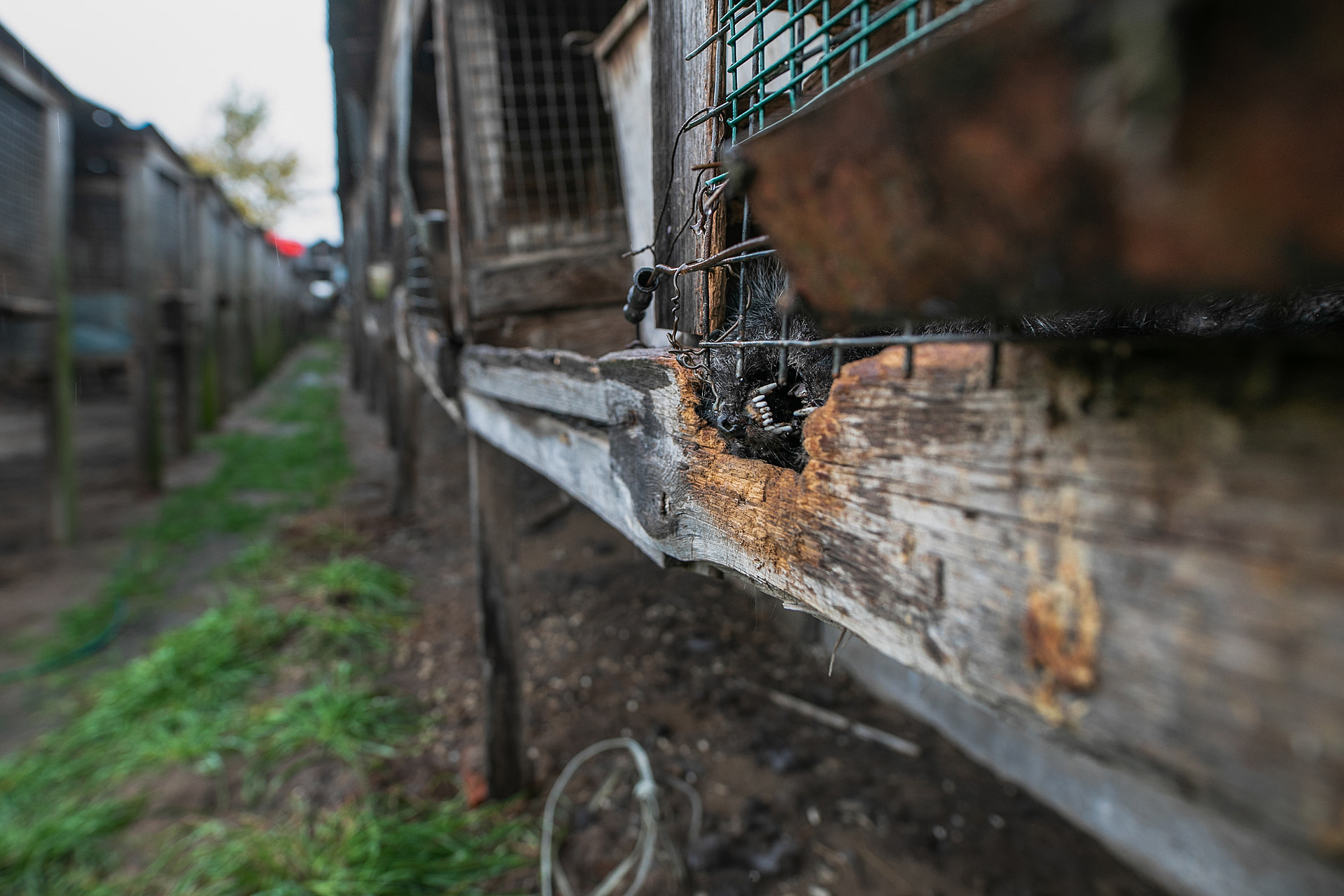 A dead silver fox at a neglected fur farm. The animal died while trying to gnaw through the wood section of the cage after being left with no food or water for several weeks. Durzyn, Poland, 2020. Andrew Skowron / We Animals