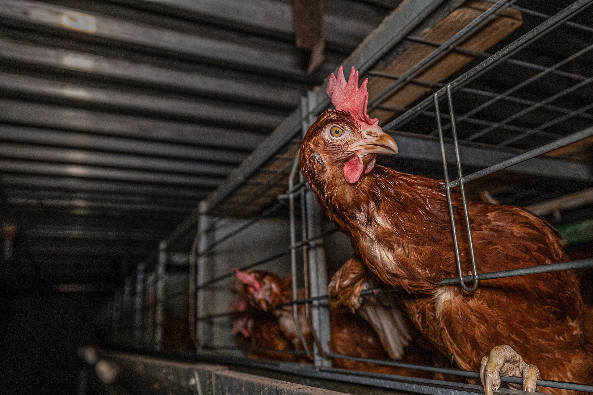 A laying hen pokes her head through the bars of a cramped battery cage on a Slovakian intensive egg production farm. Feed is delivered to the hens utilizing a conveyor belt, and they must push their heads through the bars to eat. This farm keeps tens of thousands of hens in multiple metres-long rows of cages stacked 3 levels high. When the hens can no longer produce enough eggs, they are taken to slaughter and replaced with a new young flock. Velky Lapas, Slovakia, 2022. Andrew Skowron / We Animals
