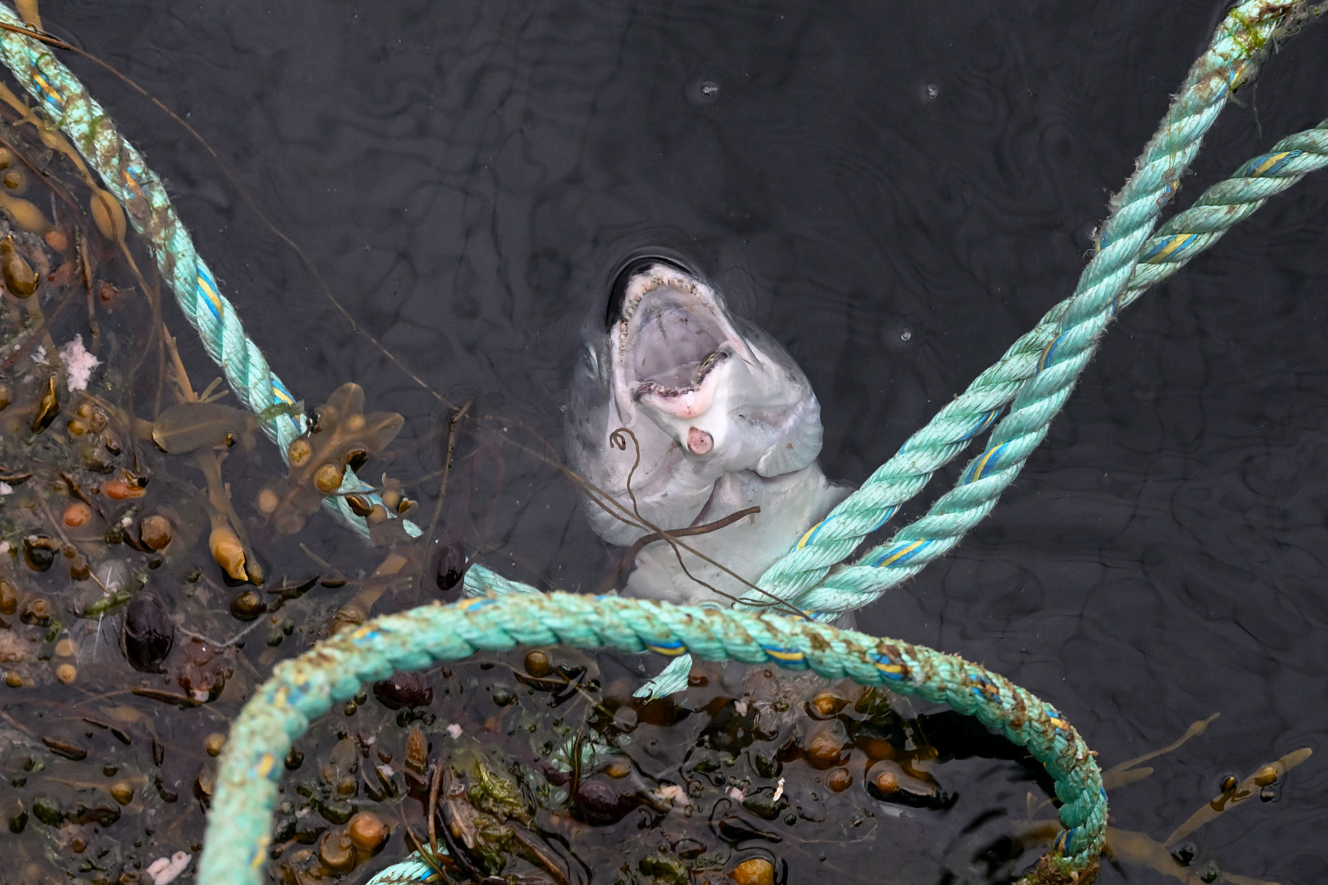 A local female fishmonger deveins shrimps and prawns who were recovered from fishing bycatch. Kothapalli, Andhra Pradesh, India, 2022. S. Chakrabarti / We Animals