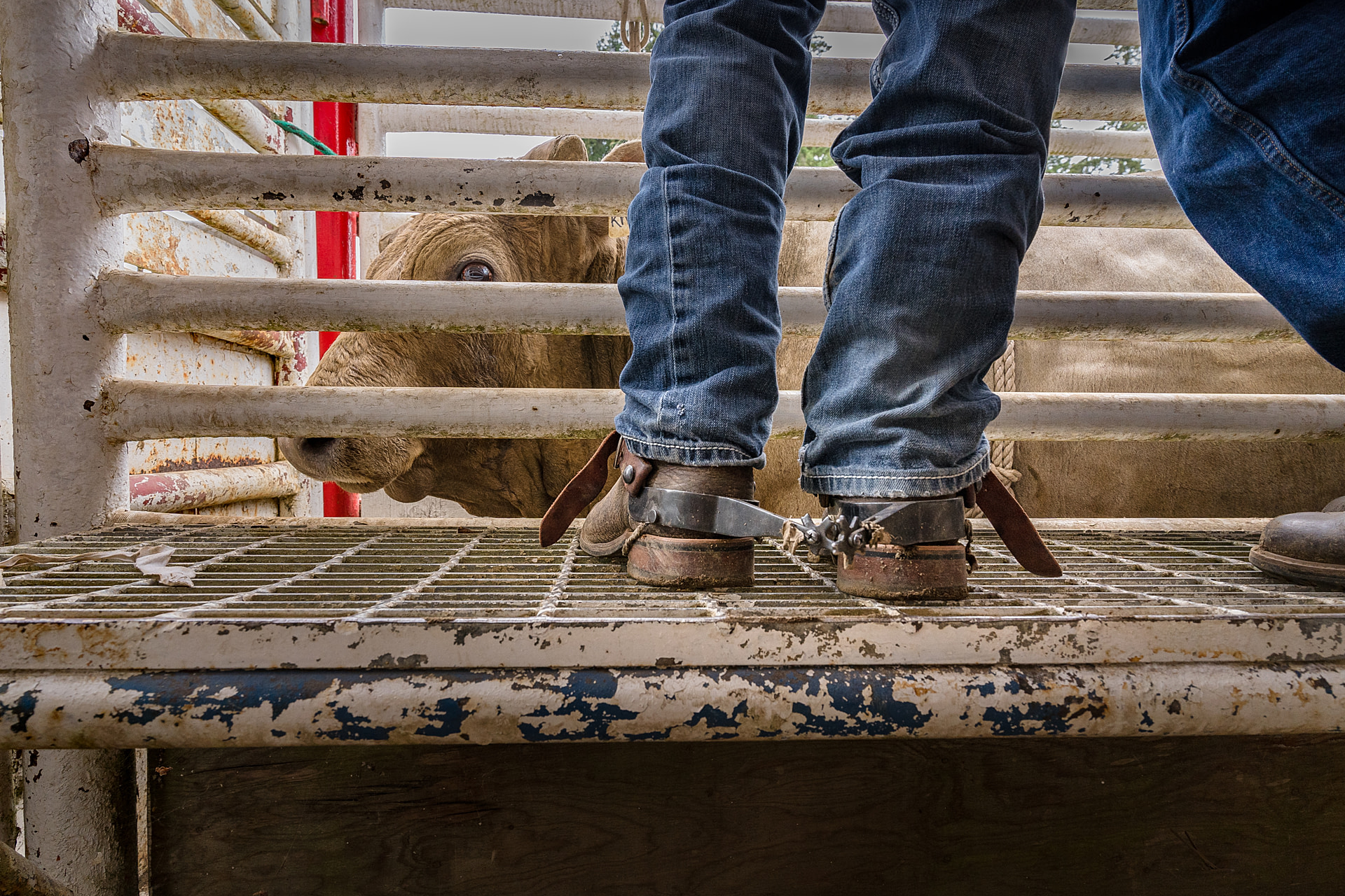 A bull peers through the bars of a bucking shoot while he is prepared for use in a rodeo bull riding event. A rodeo participant with spurs on their boots stands on the chute's platform beside him. Bulls, Broncs & Barrels, Coombs, British Columbia, Canada, 2024. Jordan Rivers / We Animals