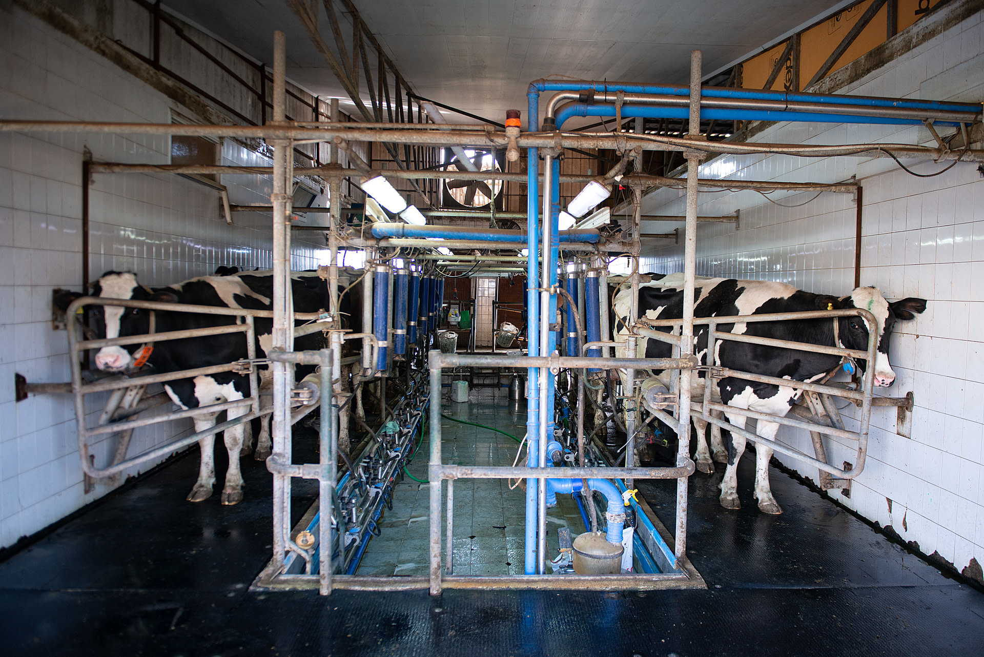 Cows stand confined inside the stalls of a milking parlour at a dairy farm in Turkiye. Milking is accomplished by vacuum suction, which extracts the milk of each cow over several minutes.