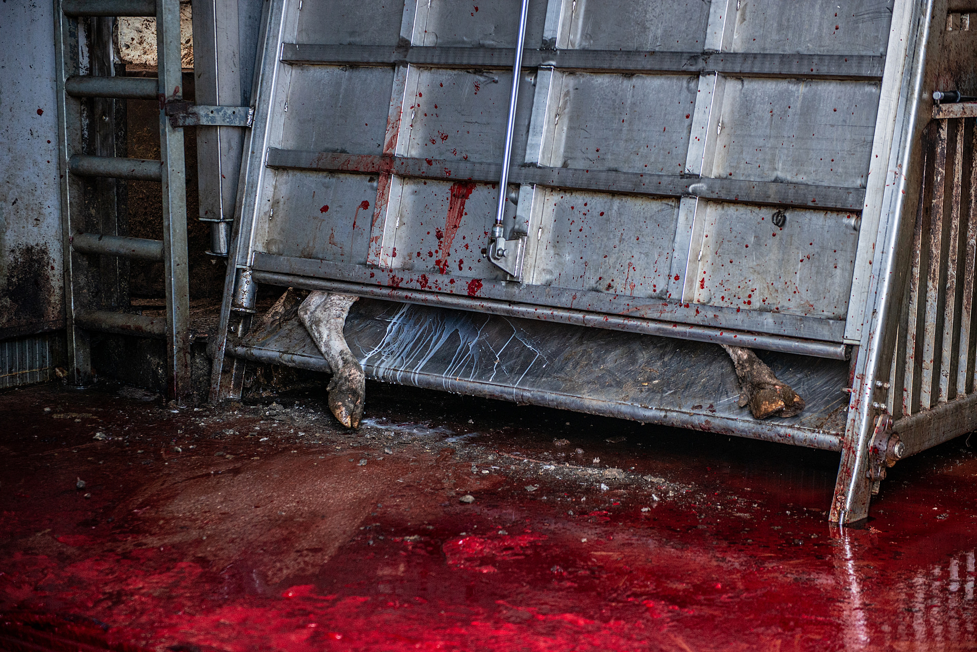 Milk flows from the udder of a dairy cow immobilized inside a squeeze box at a slaughterhouse in Izmir, Turkiye. The box makes it easier for workers to attach the chain that will pull her from the box and suspend her upside-down from the ceiling. A worker will then cut her throat.