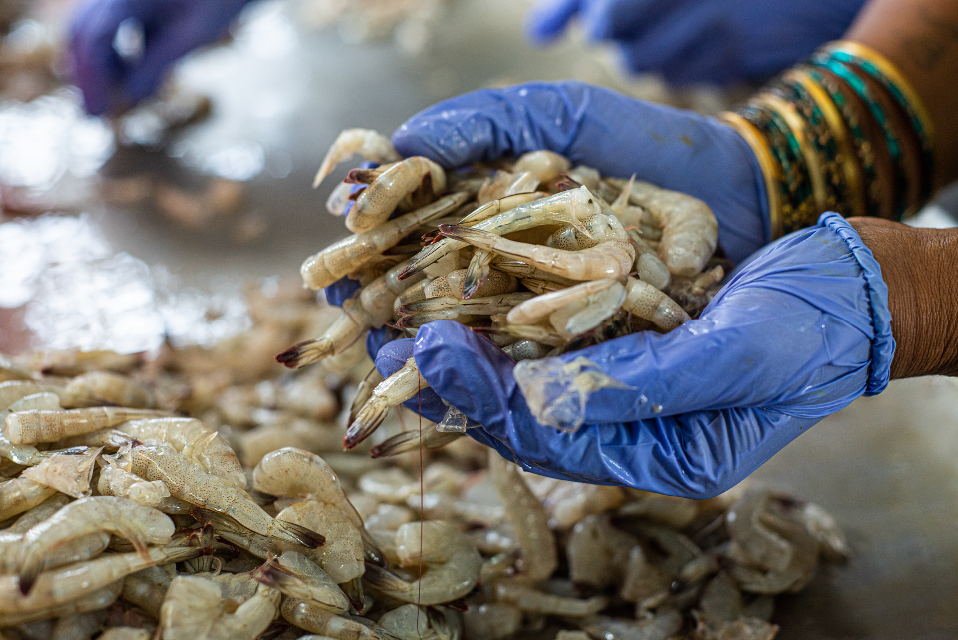 A female worker holds a handful of prawns before she manually shells them at a processing plant. Matlapalem, Andhra Pradesh, India, 2022. S. Chakrabarti / We Animals