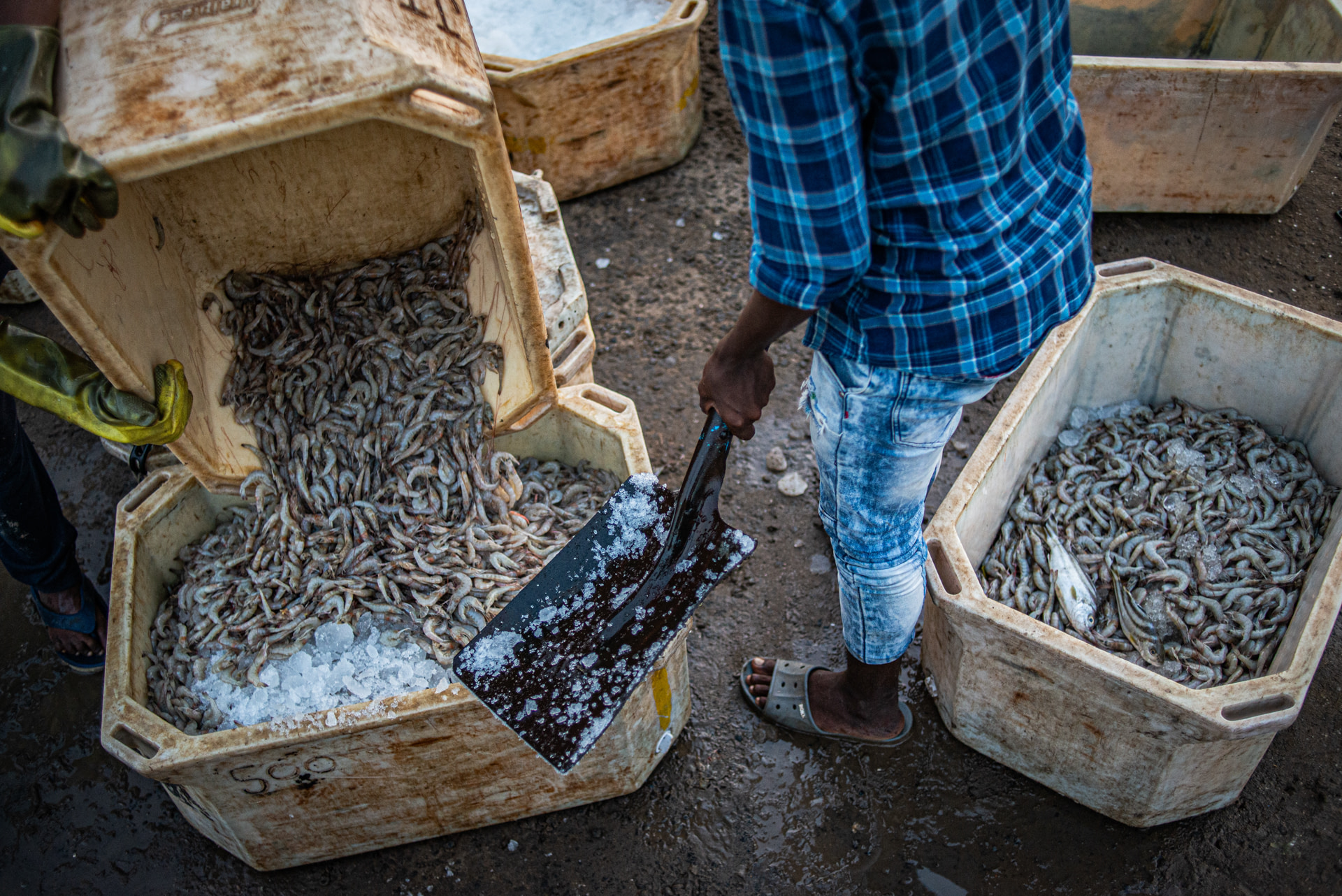 A worker fills a crate with shelled and deveined shrimps.The crate will be topped up with ice for storage and transport. Kothapalli, Andhra Pradesh, India, 2022. S. Chakrabarti / We Animals