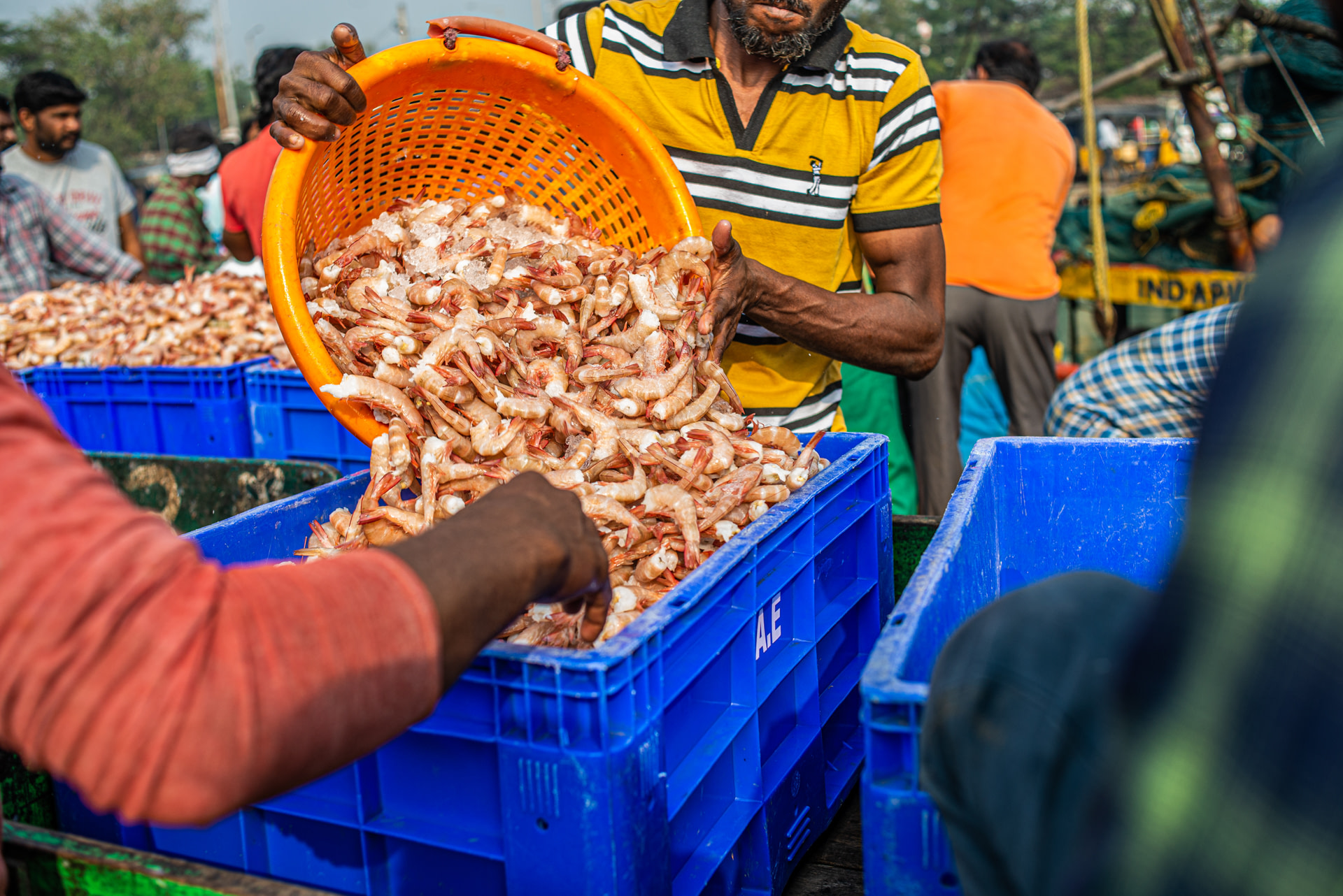 Workers separate prawns and shrimps, ocean-caught by fishing trawlers, into crates at a fishing harbour. The prawns will be transported to local markets. Vizag Harbour, Vizag, Andhra Pradesh, India, 2022. S. Chakrabarti / We Animals