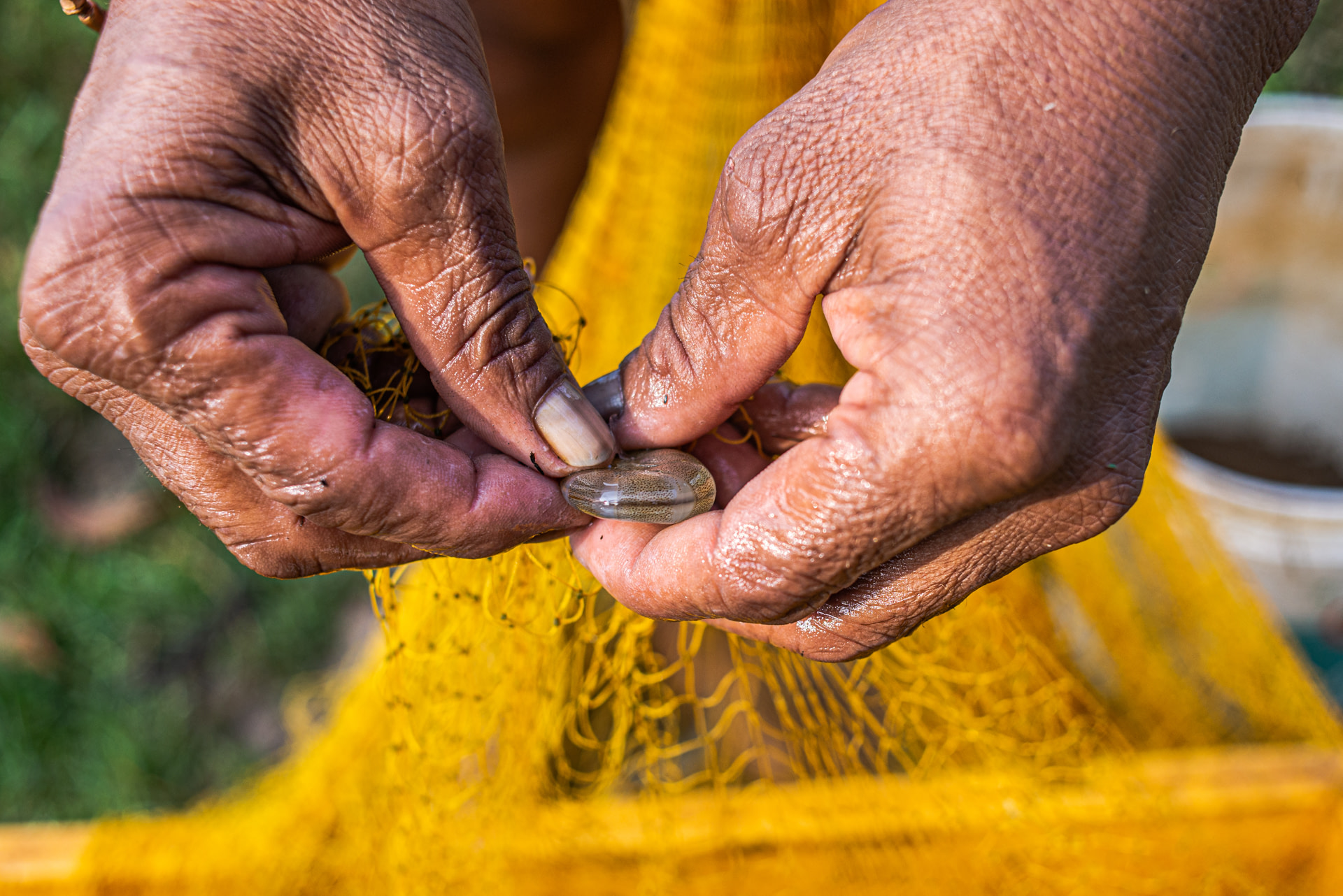 A worker removes a shrimp from a harvesting net at an aquafarm. Matlapalem, Andhra Pradesh, India, 2022. S. Chakrabarti / We Animals