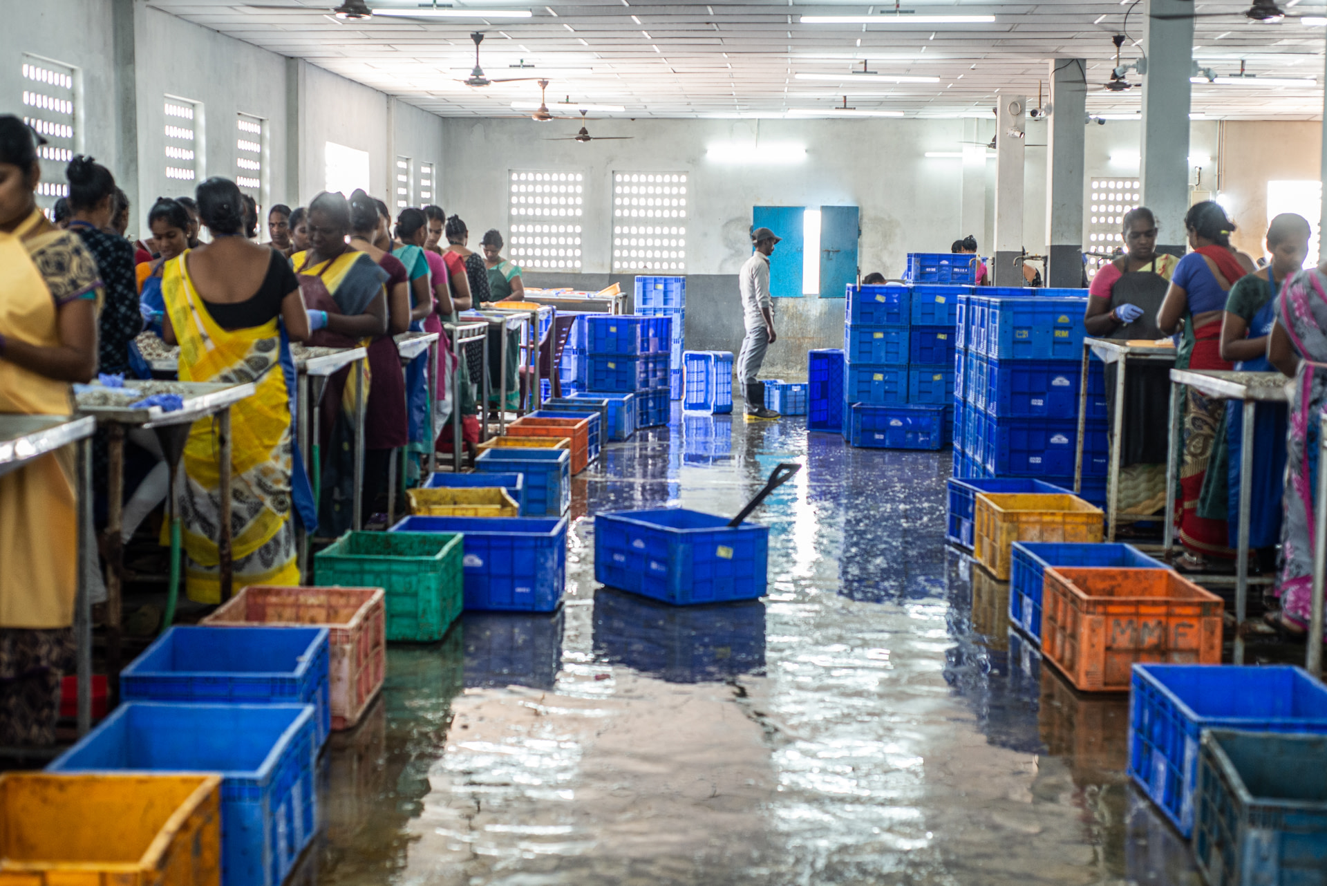 Rows of female workers stand at workstations, manually cleaning, peeling and deveining shrimps and prawns at a processing plant. The women work six-hour shifts earning $3.63 USD per shift. Matlapalem, Andhra Pradesh, India, 2022. S. Chakrabarti / We Animals