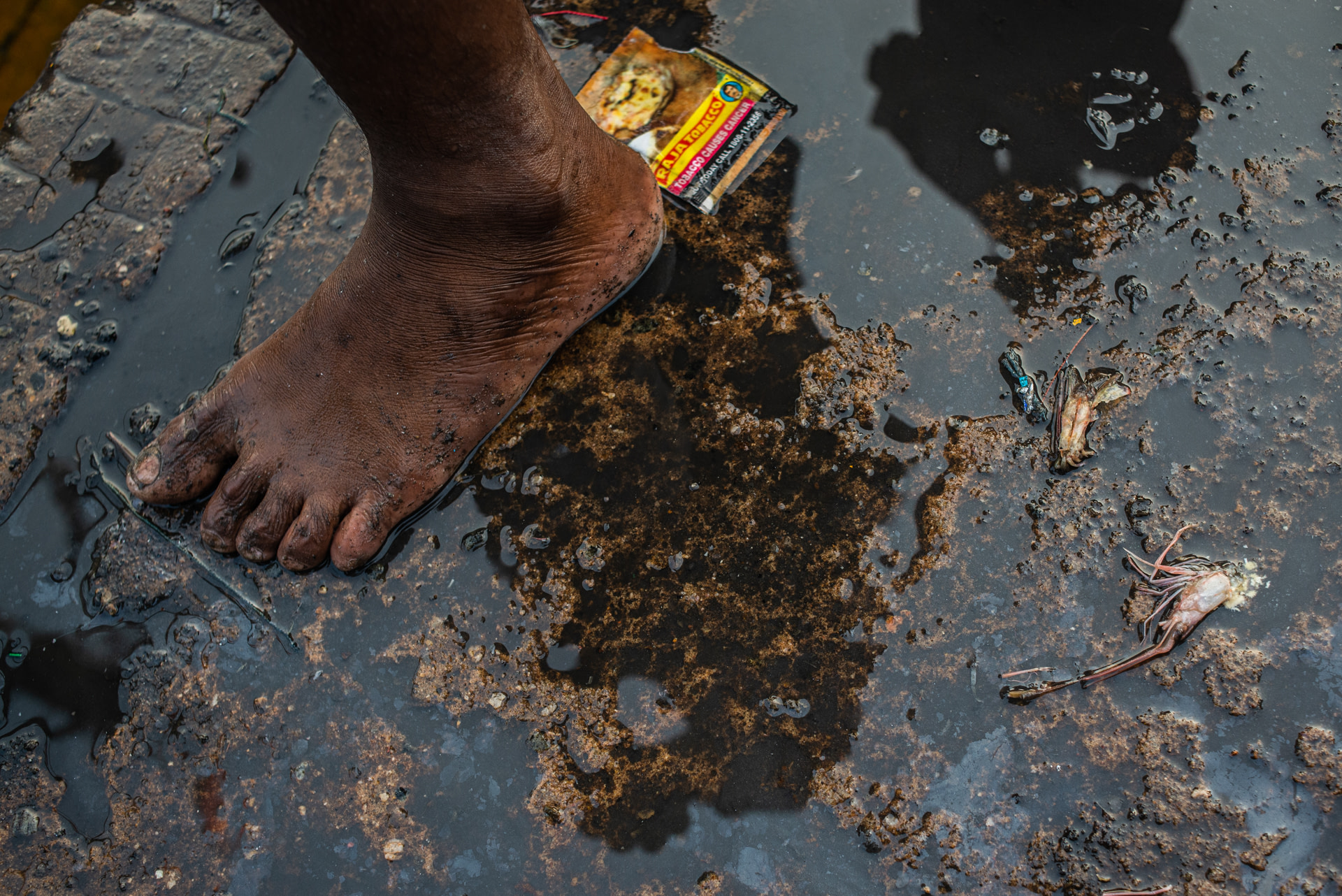 Broken bodies of crustaceans lie on the murky and grimy ground at a fishing harbour. Vizag Harbour, Vizag, Andhra Pradesh, India, 2022. S. Chakrabarti / We Animals