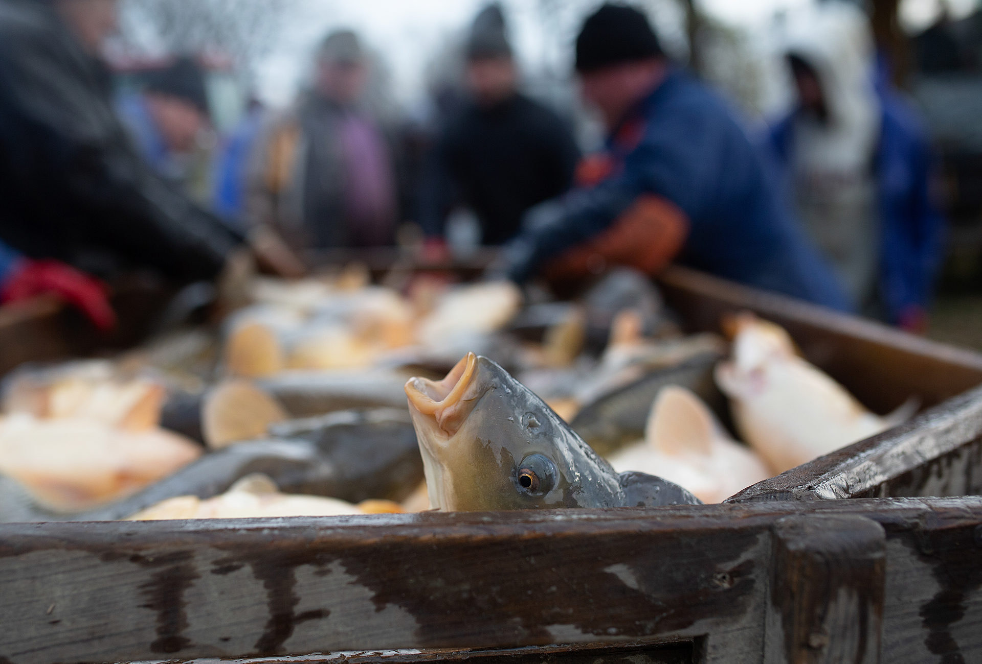 A carp gasp for air while awaiting slaughter in a wooden crate with no water. Poland, 2018. Andrew Skowron / We Animals