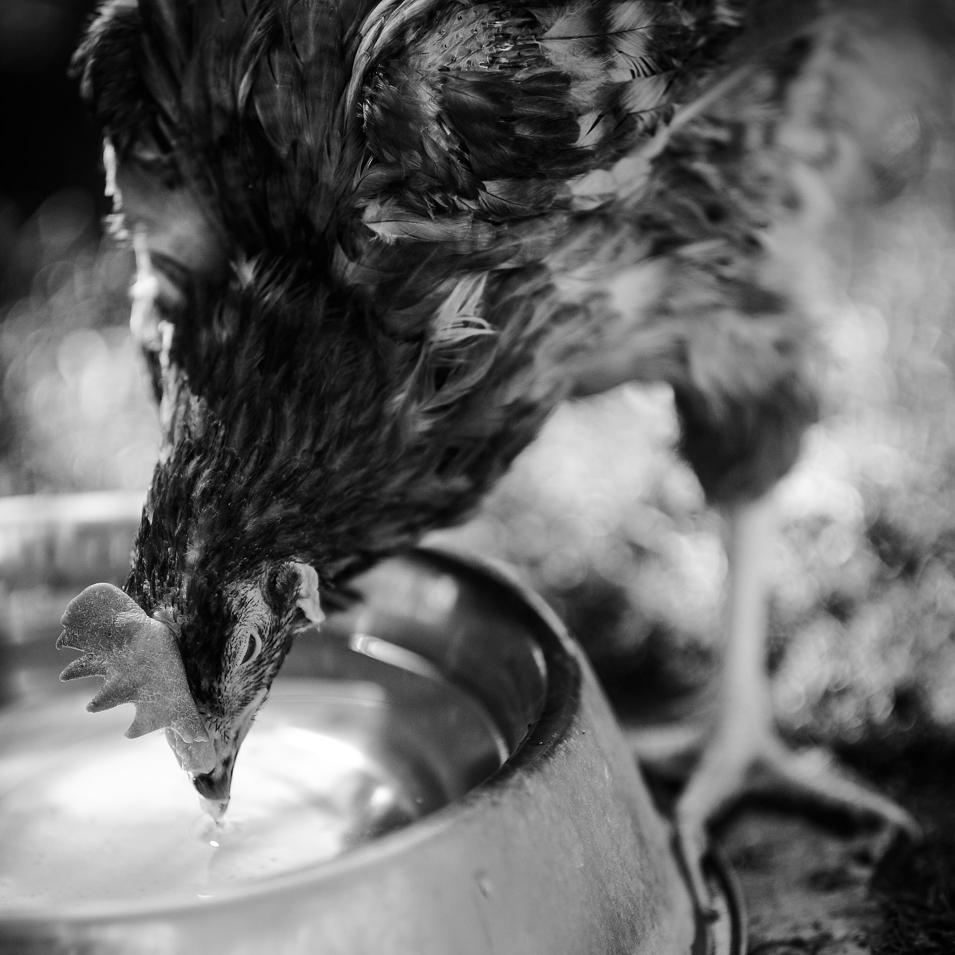 Hens rescued by Animal Equality enjoy their first sunny day at a sanctuary. Spain, 2010. o-Anne McArthur / Animal Equality / We Animals