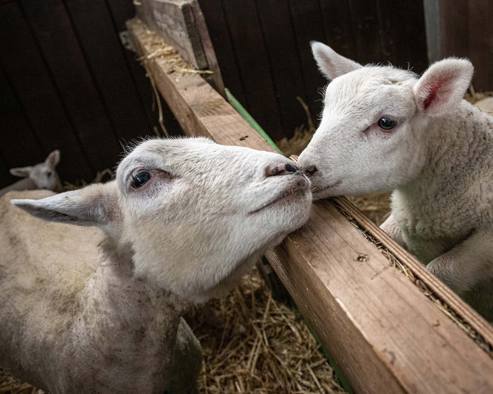 Rescued ewes Brigitte and Corine with their baby lambs at a farm animal sanctuary. These two mother sheep arrived at the sanctuary in November 2022 after abandonment by their previous caregiver. Each of them was pregnant and gave birth to twin lambs. 