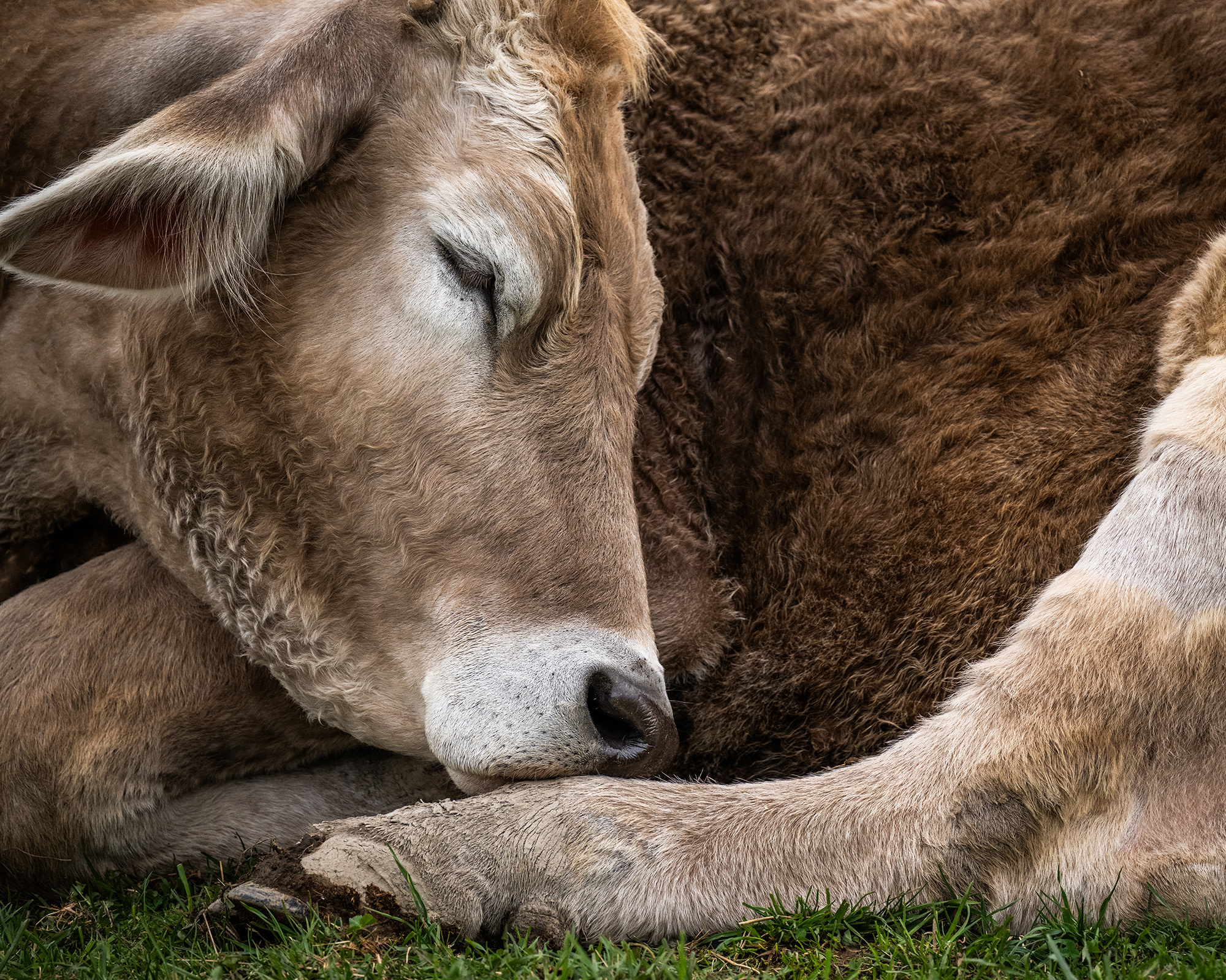 Greg the steer enjoys an afternoon nap. Farm Sanctuary, Watkins Glen, New York, USA, 2023. Jo-Anne McArthur / Farm Sanctuary / We Animals Media.