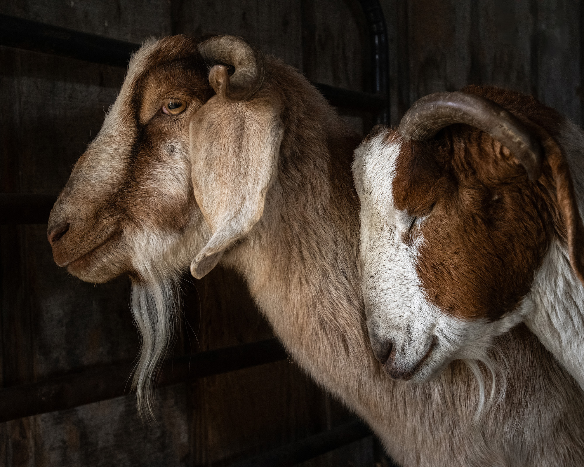 Jaime and Ian cuddle in the barn. These best friends and bonded just like brothers. They were rescued from severe neglect and brought to Farm Sanctuary, where they’ve been able to thrive. Farm Sanctuary, Watkins Glen, New York, USA, 2023. Jo-Anne McArthur / Farm Sanctuary / We Animals