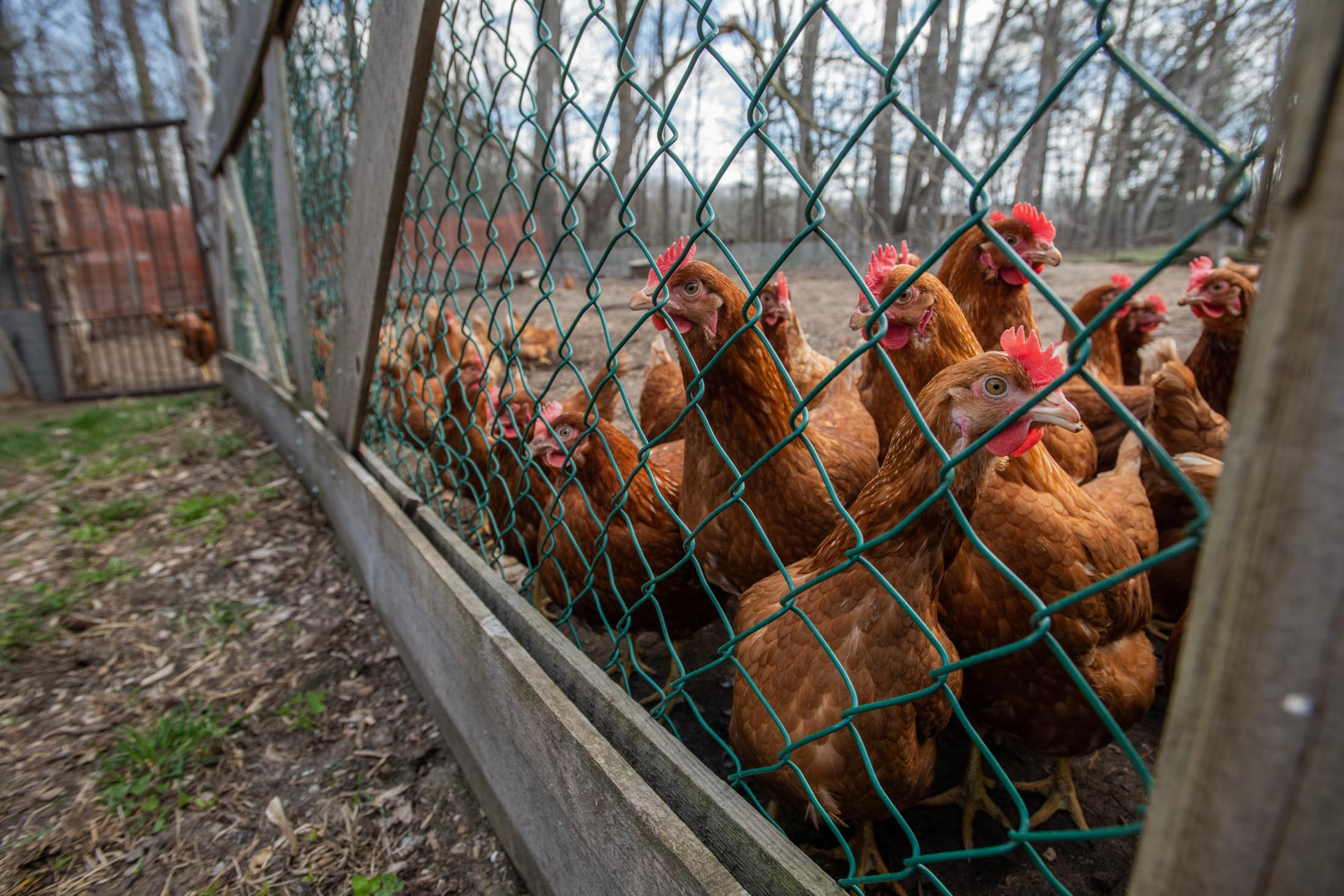 A small, curious backyard flock of laying hens. The farmer stated that if H5N1 were to reach his flock, he would follow regulations and kill them, and then simply be without hens for a while, replacing them when it was safe to do so. Canada, 2022. Jo-Anne McArthur / We Animals