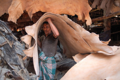 A worker carries dried hides piled on his head. The skins of large cattle from the Hindu states of India are particularly valuable because they tend to have less scars and blemishes due to their holy status.