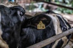 A cow in a dairy barn. Taiwan.